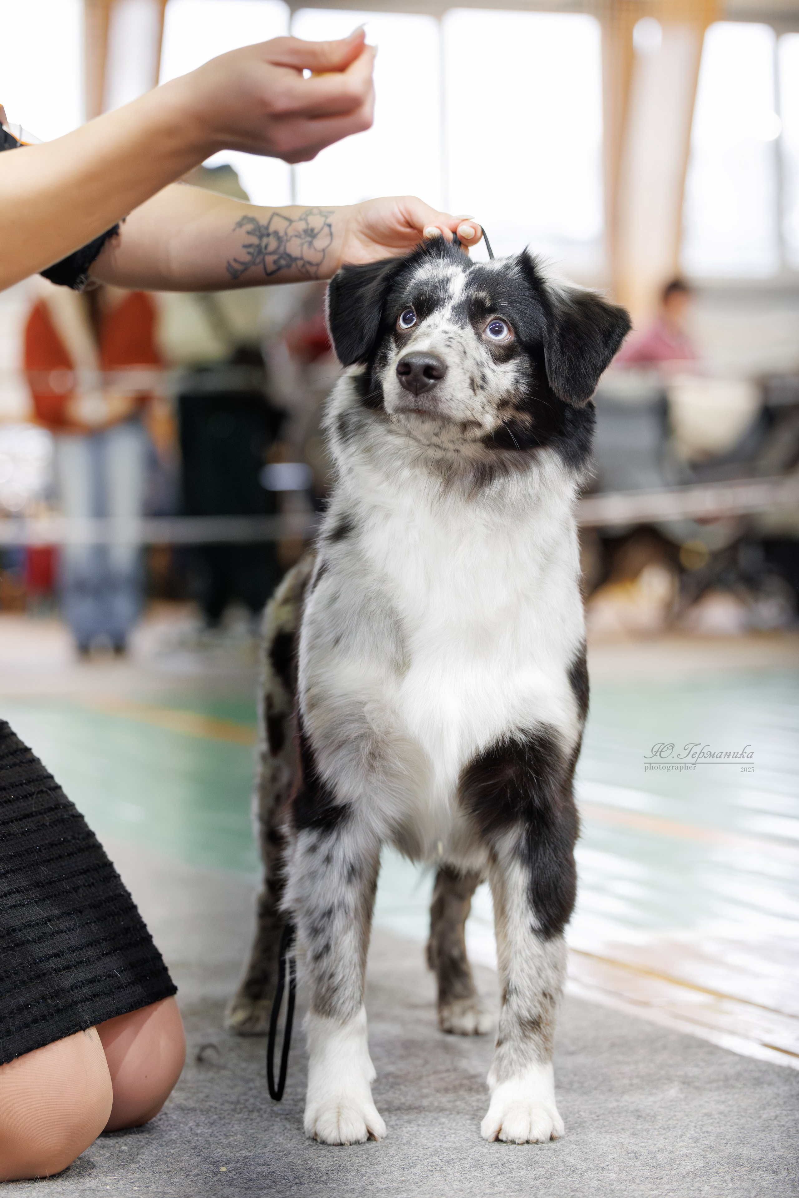 Тверь 21.12.2025. Фотограф-анималист Юлия Германика