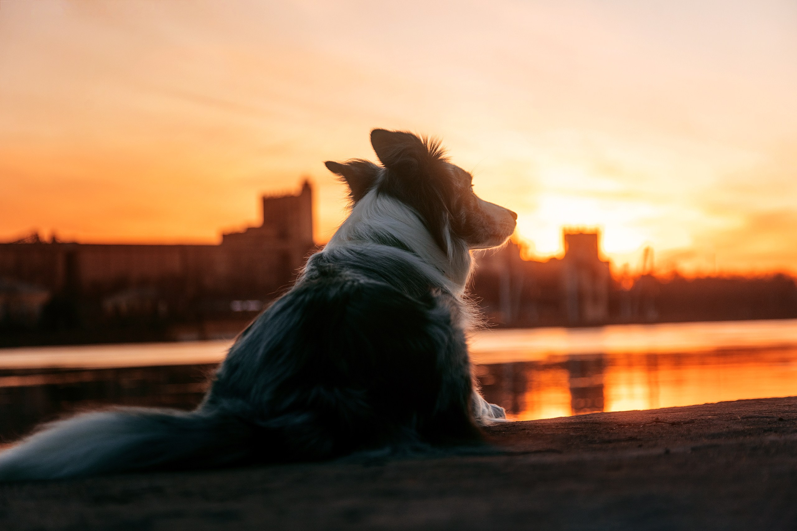 Набережная невы. Фотограф анималист Никита Натальный