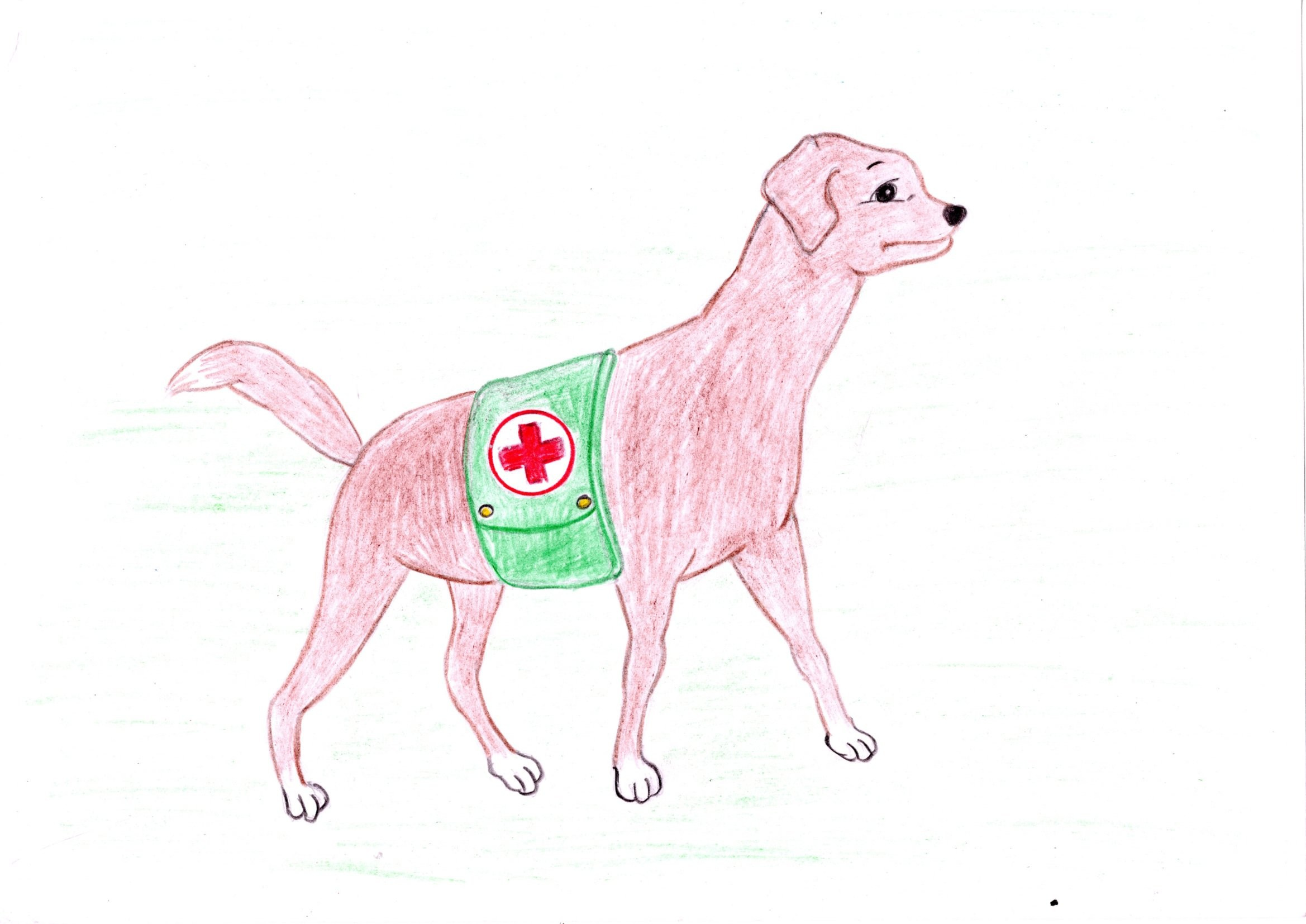 Мероприятия для юных кинологов — «Помним их имена», «Портрет фронтовой собаки». НРОО КЦ "Собаковод"