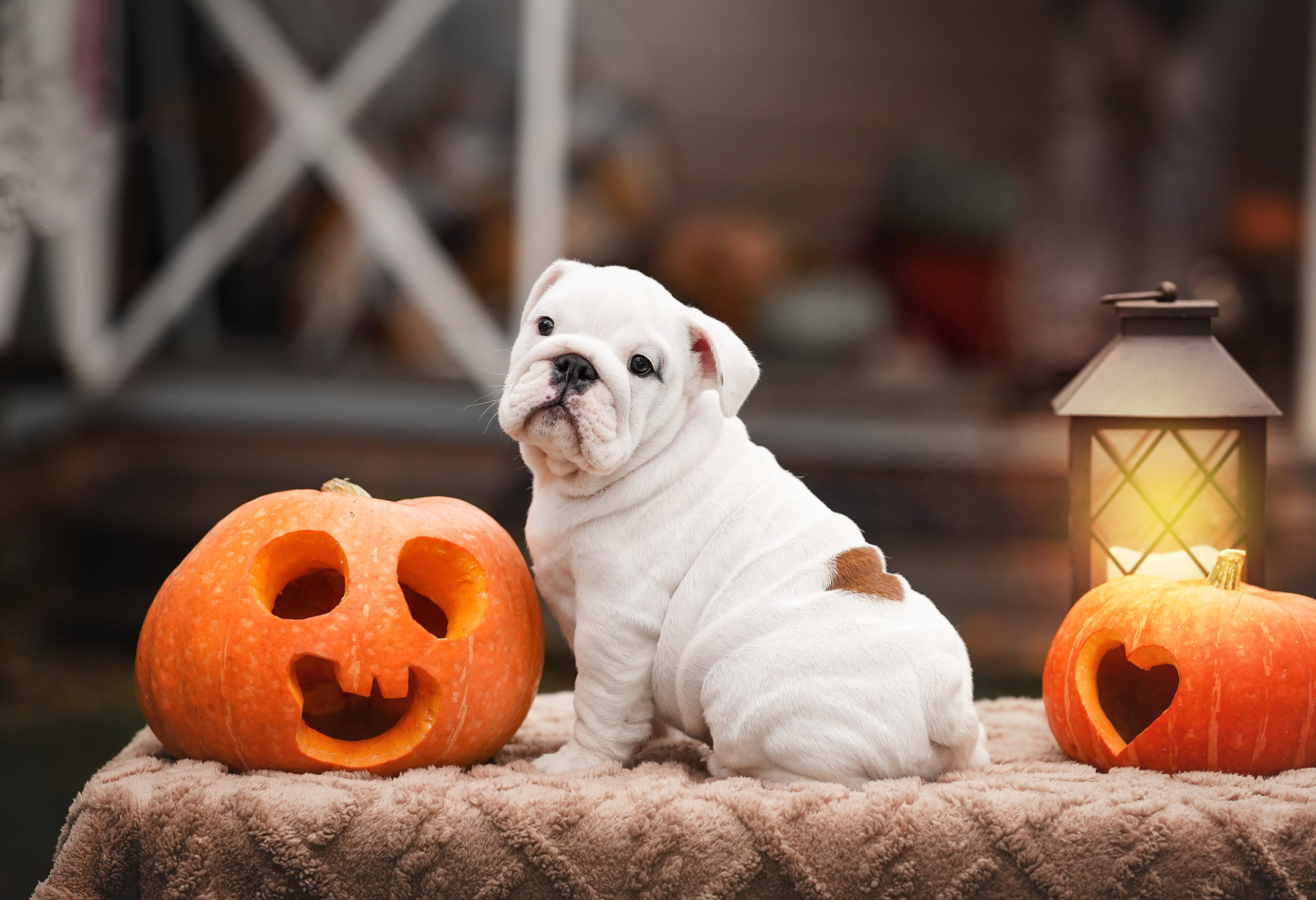 Щенки бульдога. Фотограф-анималист в Санкт-Петербурге Яна Мартынова