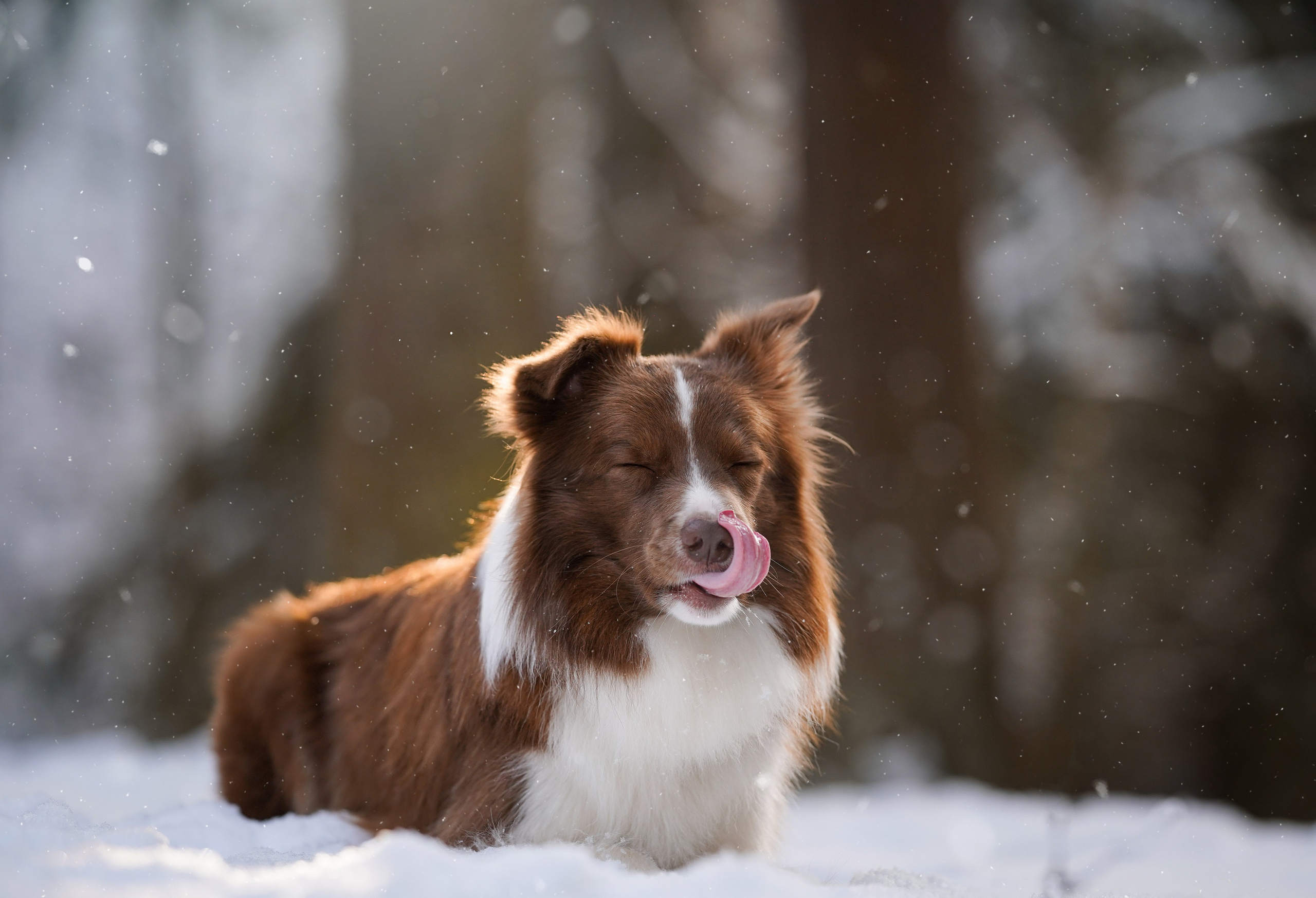 Катя и Ская. Фотограф-анималист в Санкт-Петербурге Яна Мартынова