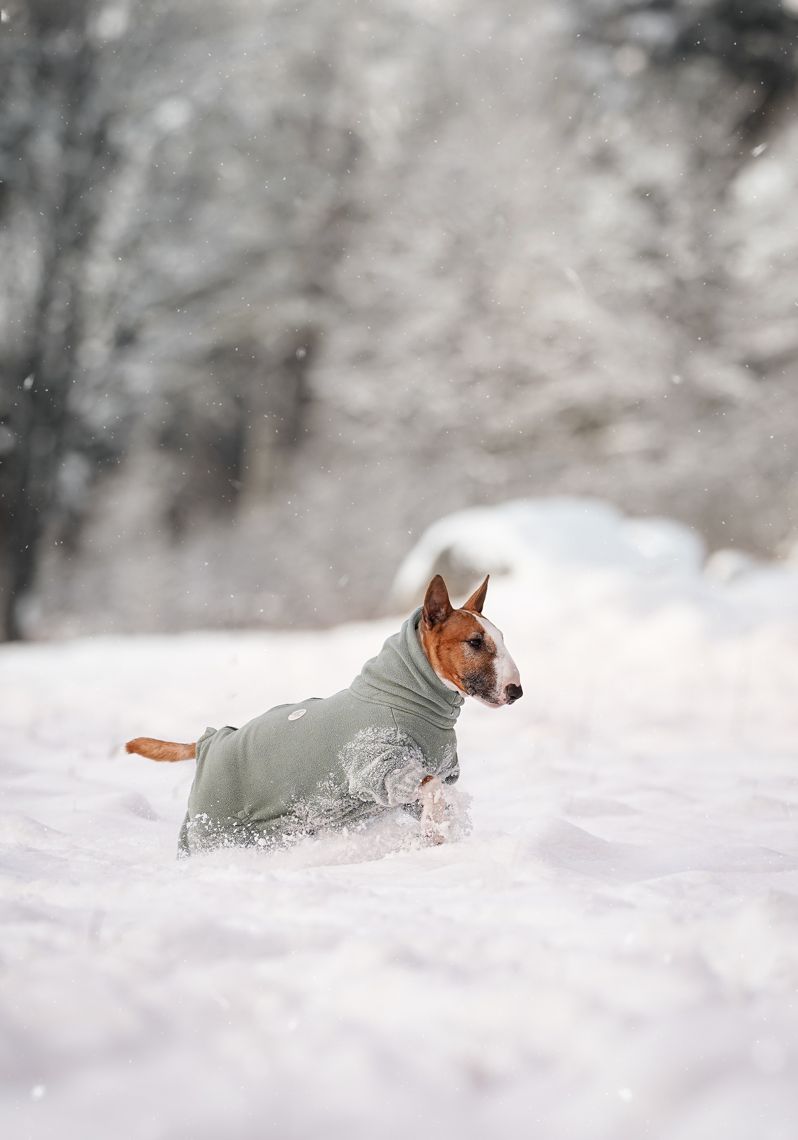 Панда и Юни Карелия. Фотограф-анималист в Санкт-Петербурге Яна Мартынова