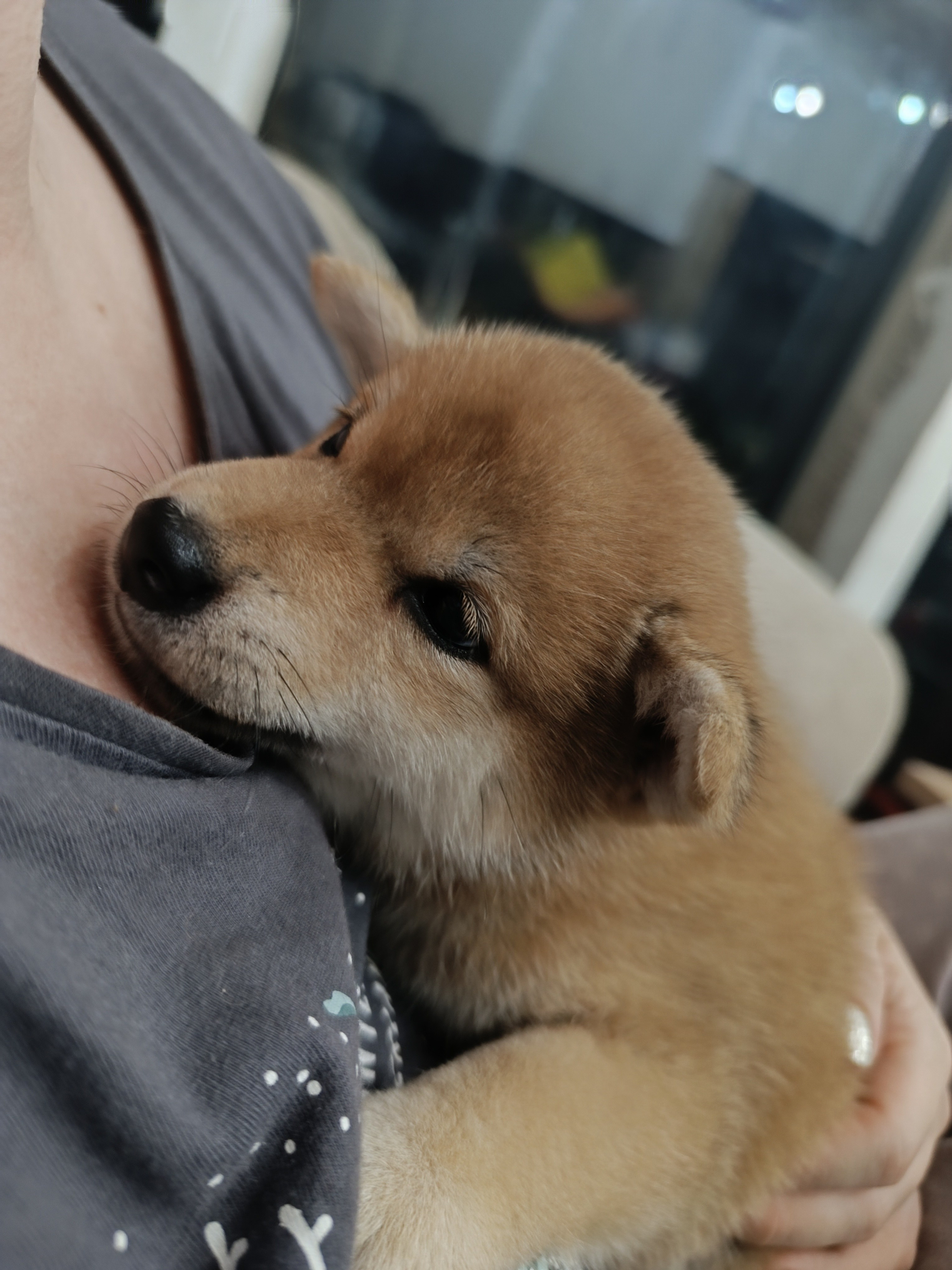 сиба питомник Рубилайт щенки на продажу rubylight  сиба щенки купить СПб Санкт-Петербург 