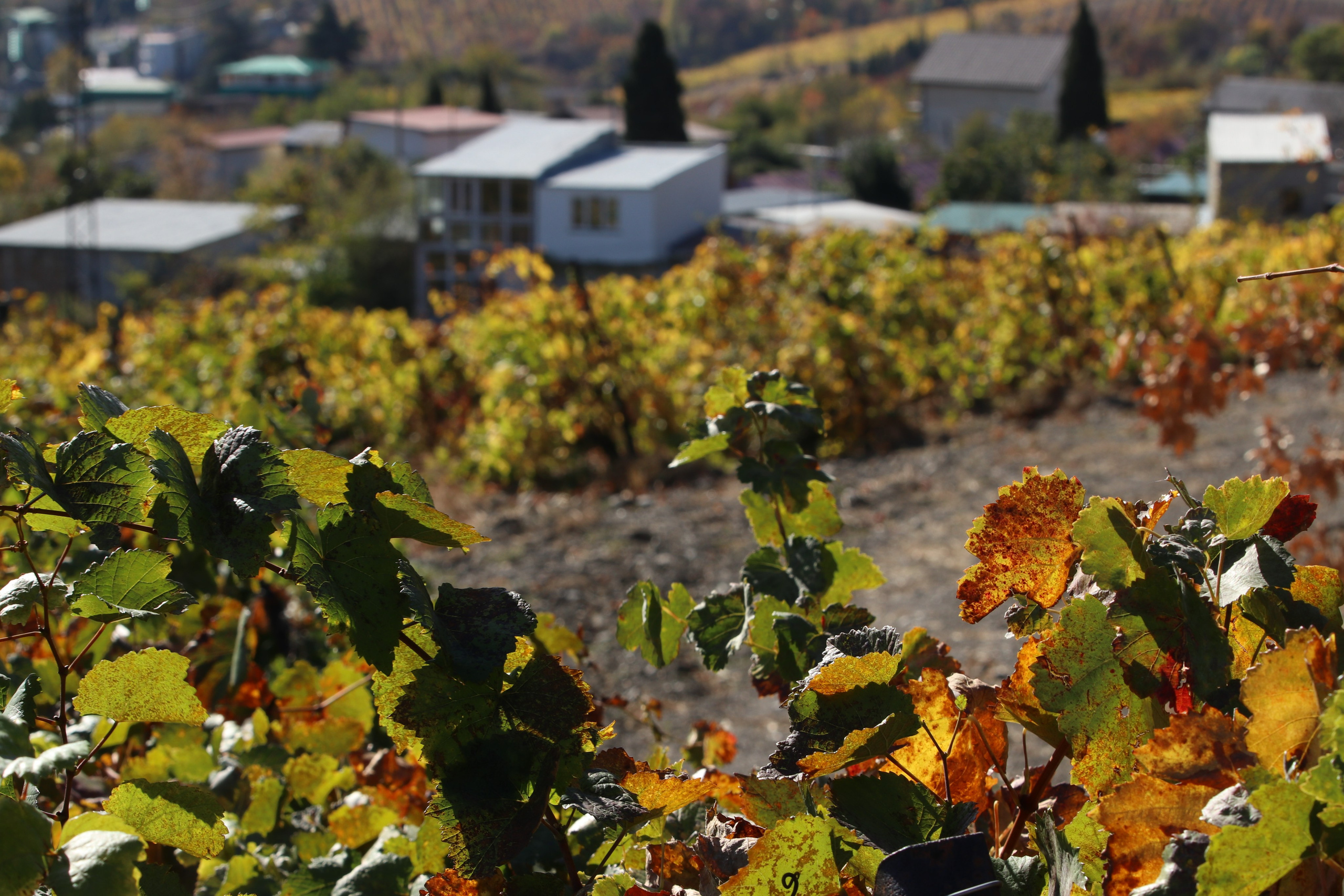 Крым. ЮБК (Гурзуф, Судак и их окрестности). Ноябрь 2023. Путешественник-фотограф из Санкт-Петербурга Татьяна Свистулина