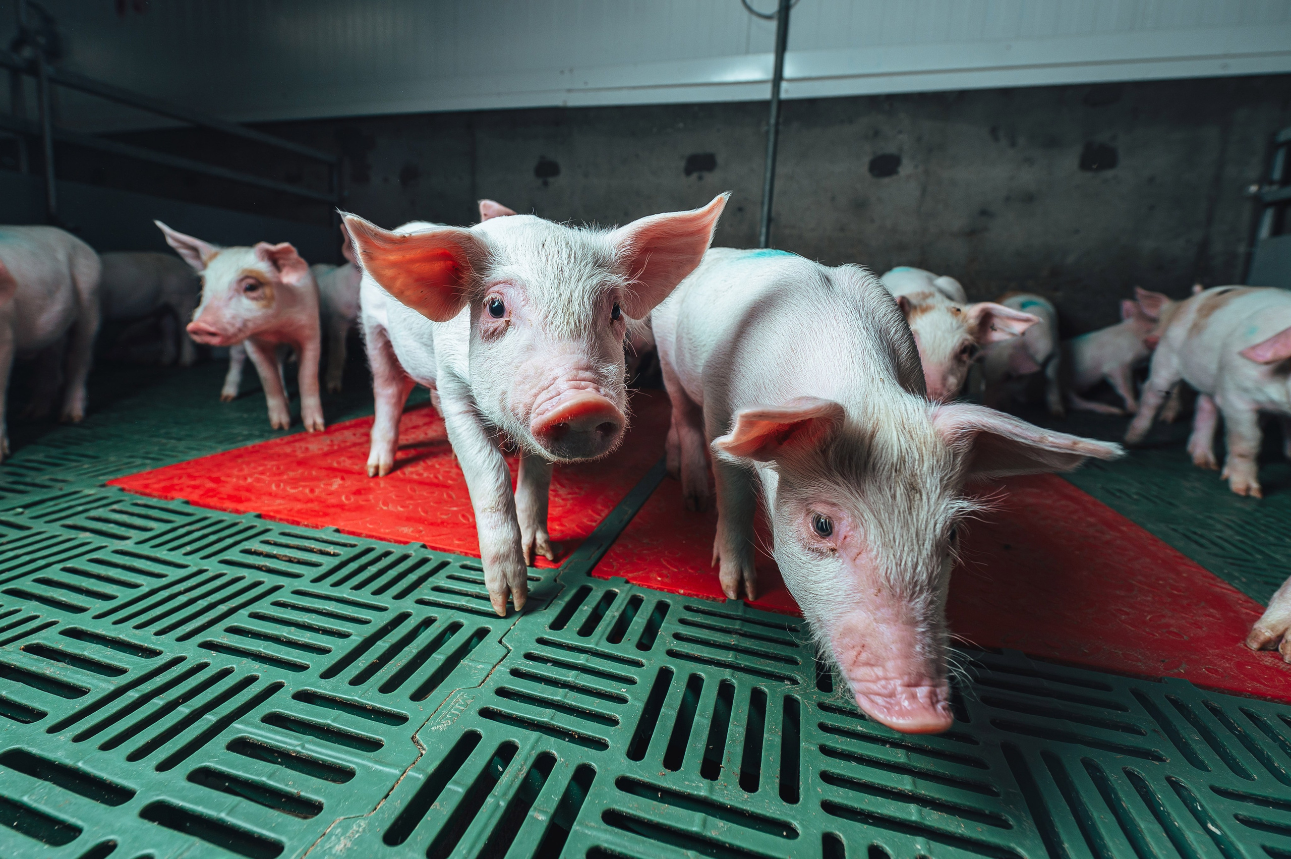 Свинокомплекс «СИБАГРО». Свадебная и концептуальная фотография в городе Улан-Удэ