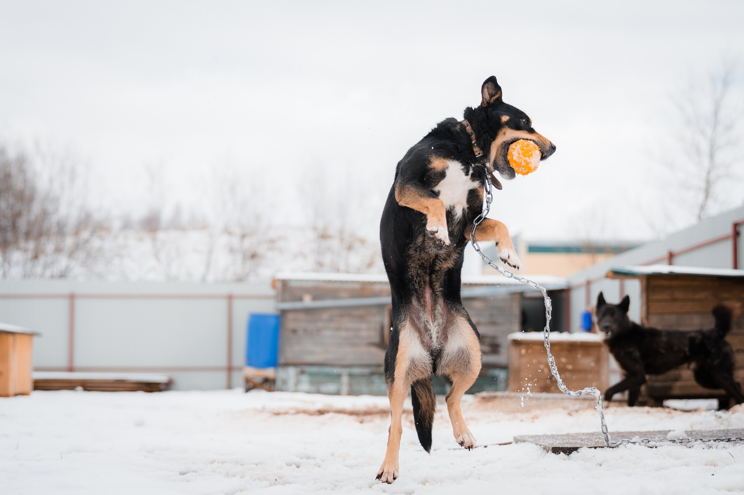 Кира. Улыбка собаки — спасение и пристройство бездомных собак