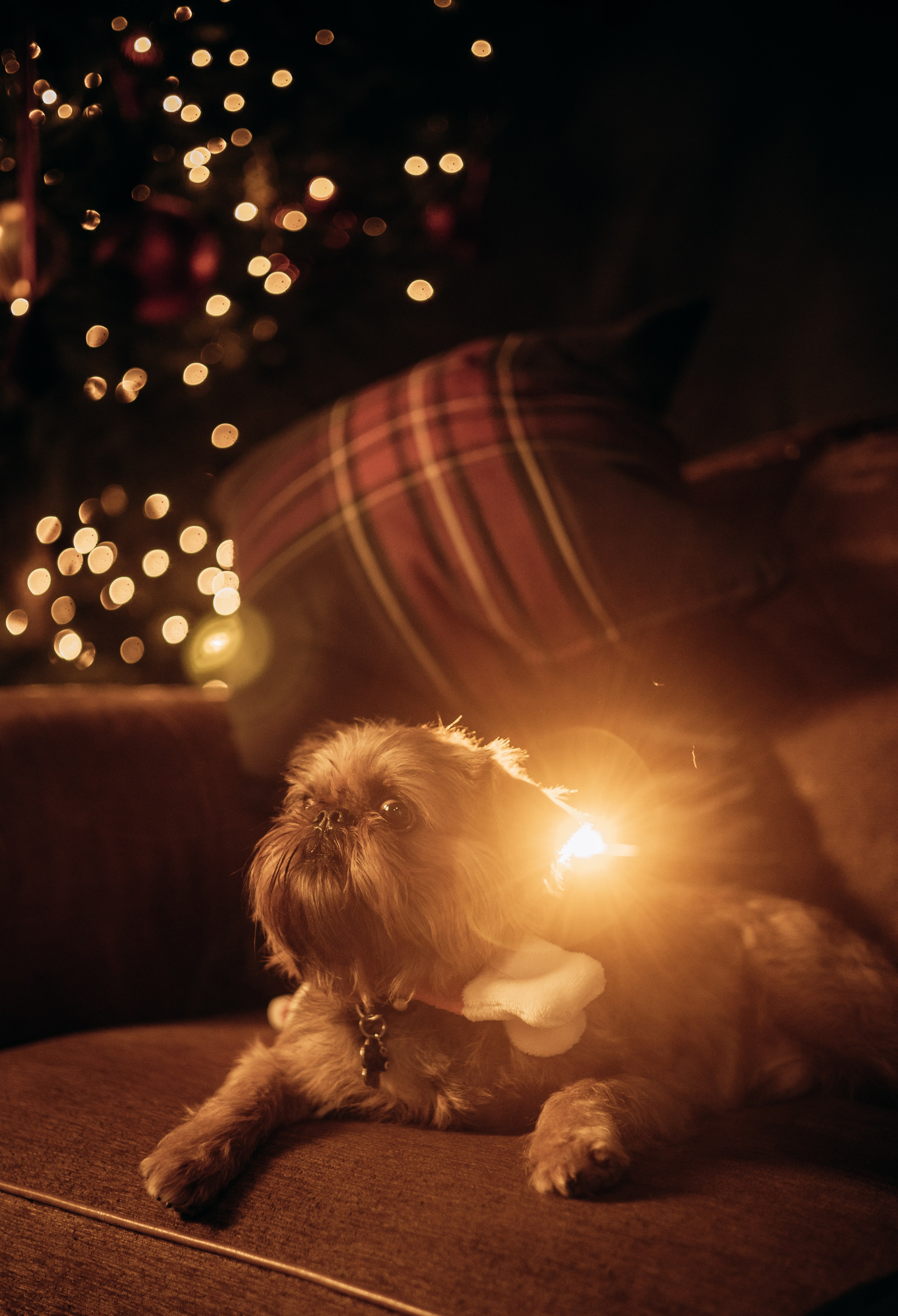 Новогодний фото день. Фотограф животных Евгения Верцинская