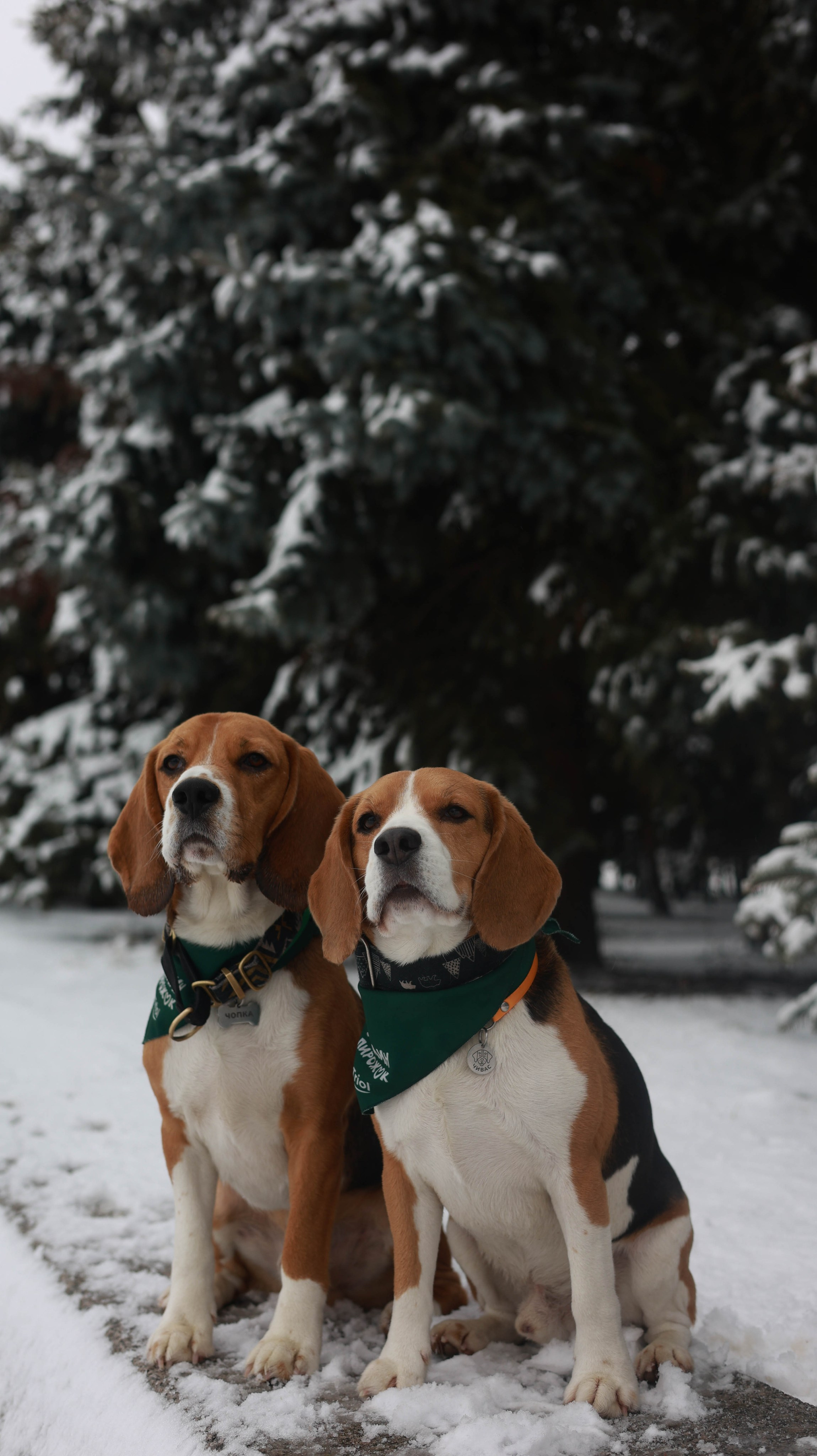 Татьяна, Чивас и Чопка. Фотограф животных Евгения Верцинская