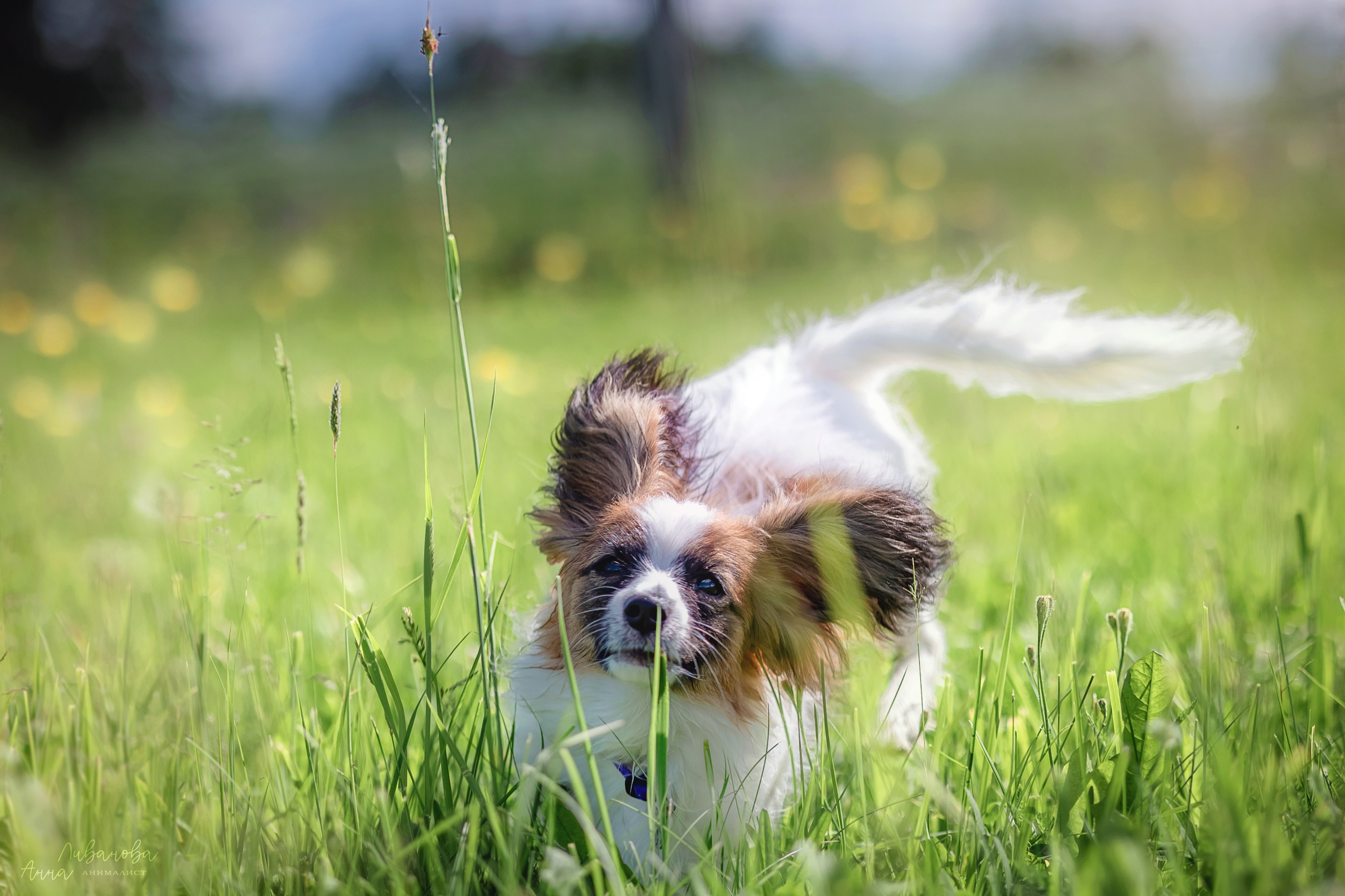 Хьюстон. Фотограф анималист Аня Ливанова | Рыбинск
