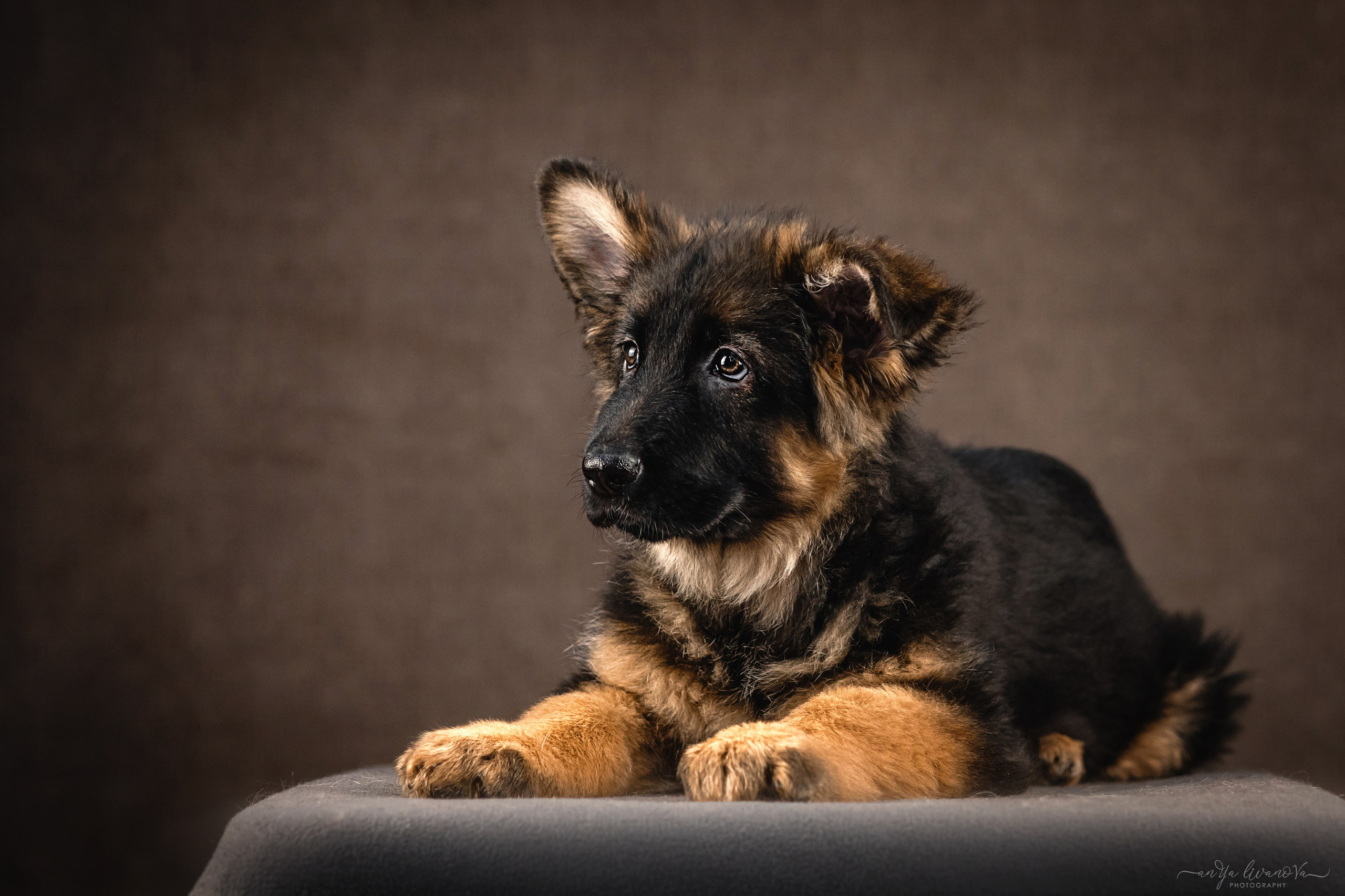 Овчарята. Фотограф анималист Аня Ливанова | Рыбинск