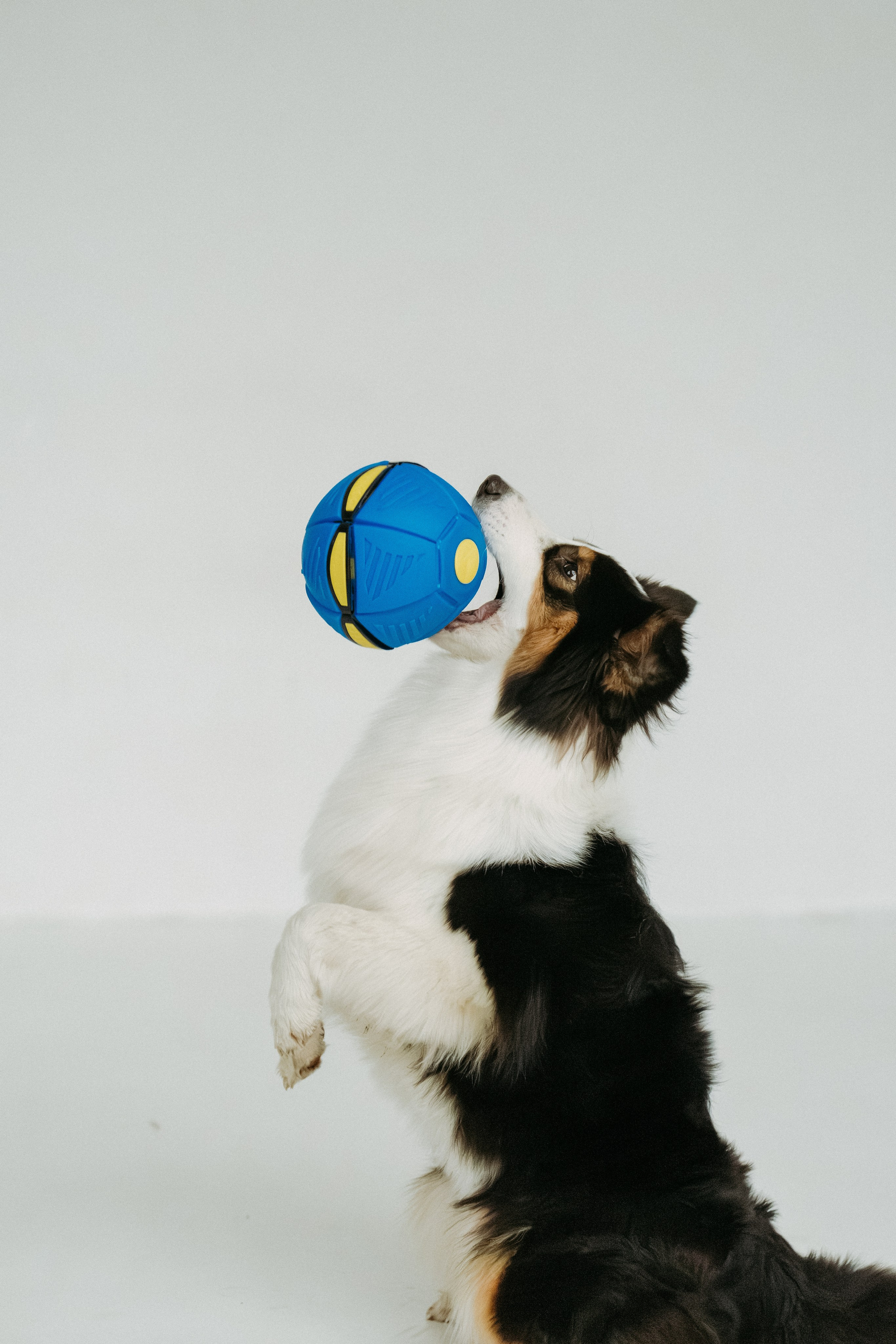 Мячи-попрыгуны. Фотораф — анималист Мария Шистка