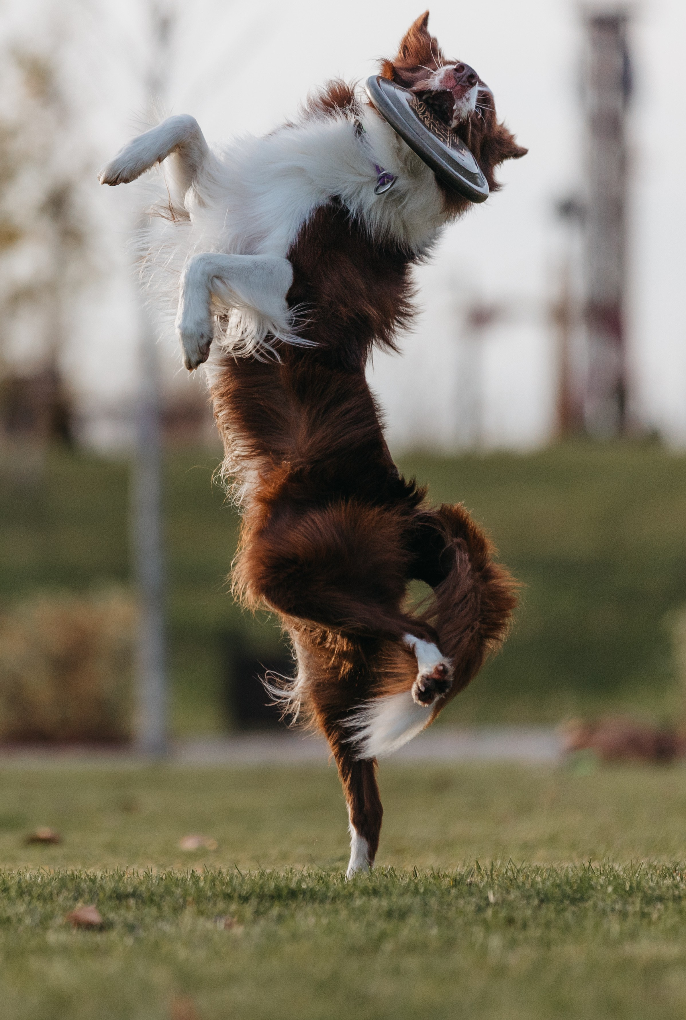 Маша и Тори. Фотограф — анималист Светлана Кысса|фотограф собак в Краснодаре и Нижнем Новгороде