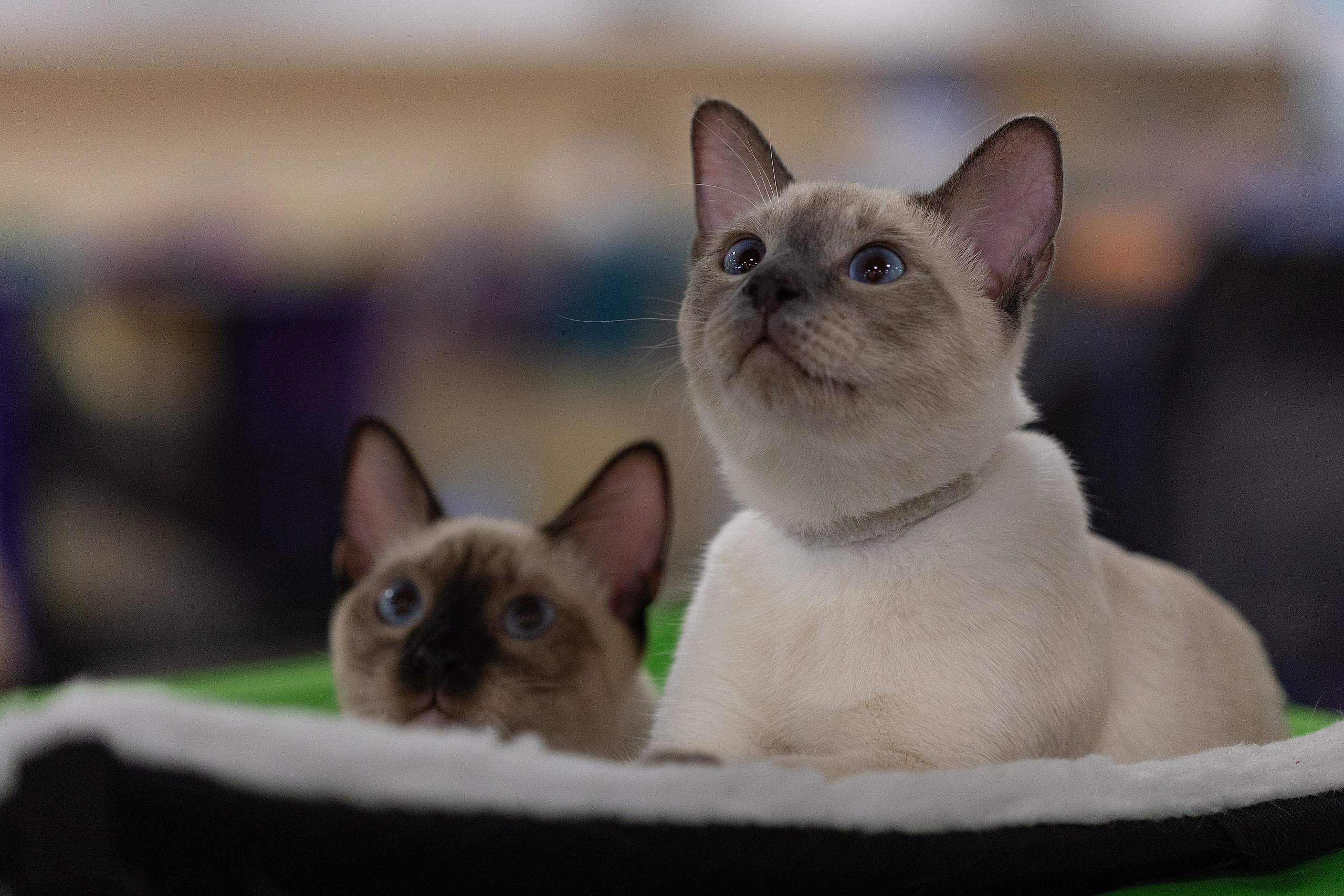 Анималистика