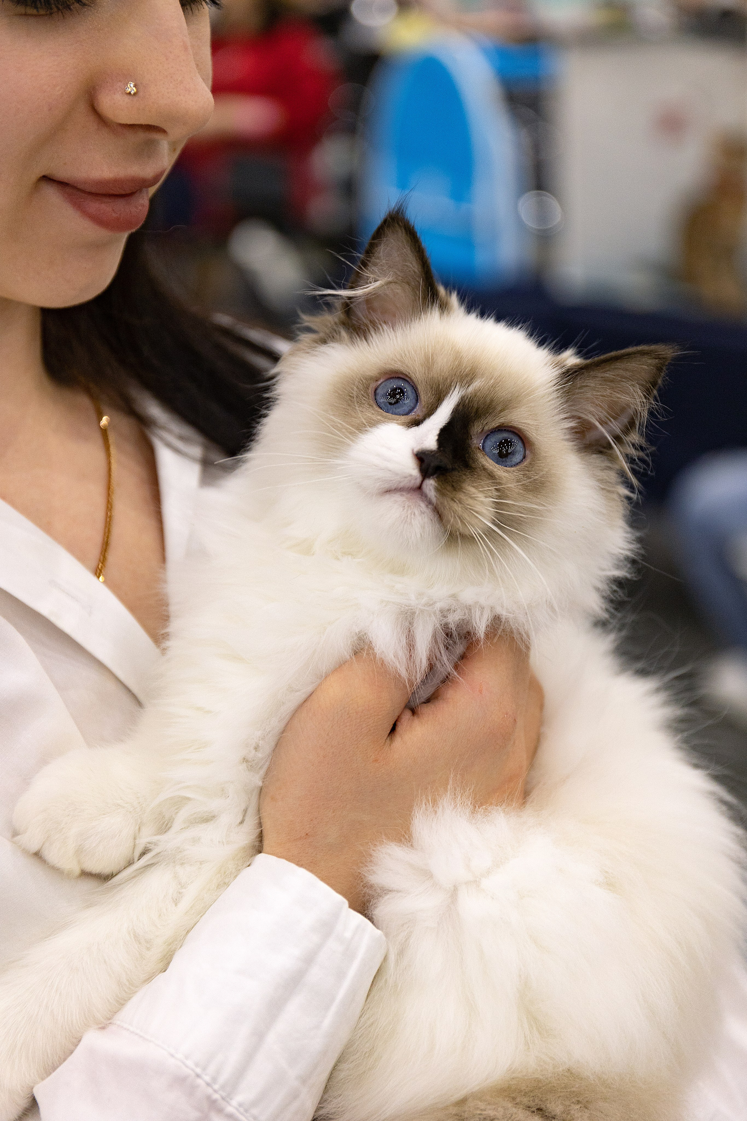 Анималистика