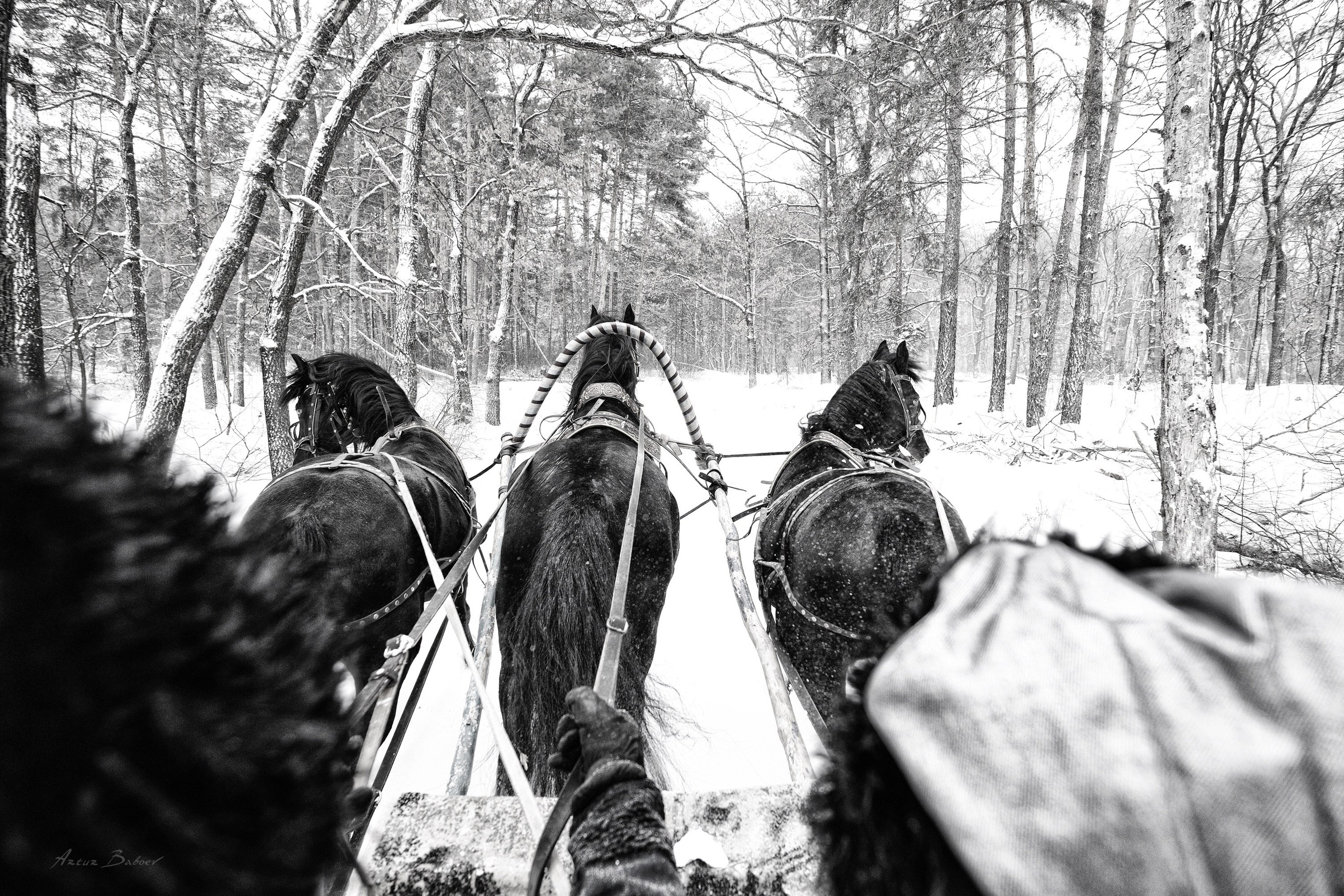 Gallery. Art photos of horses — ARTUR BABOEV | Photographer