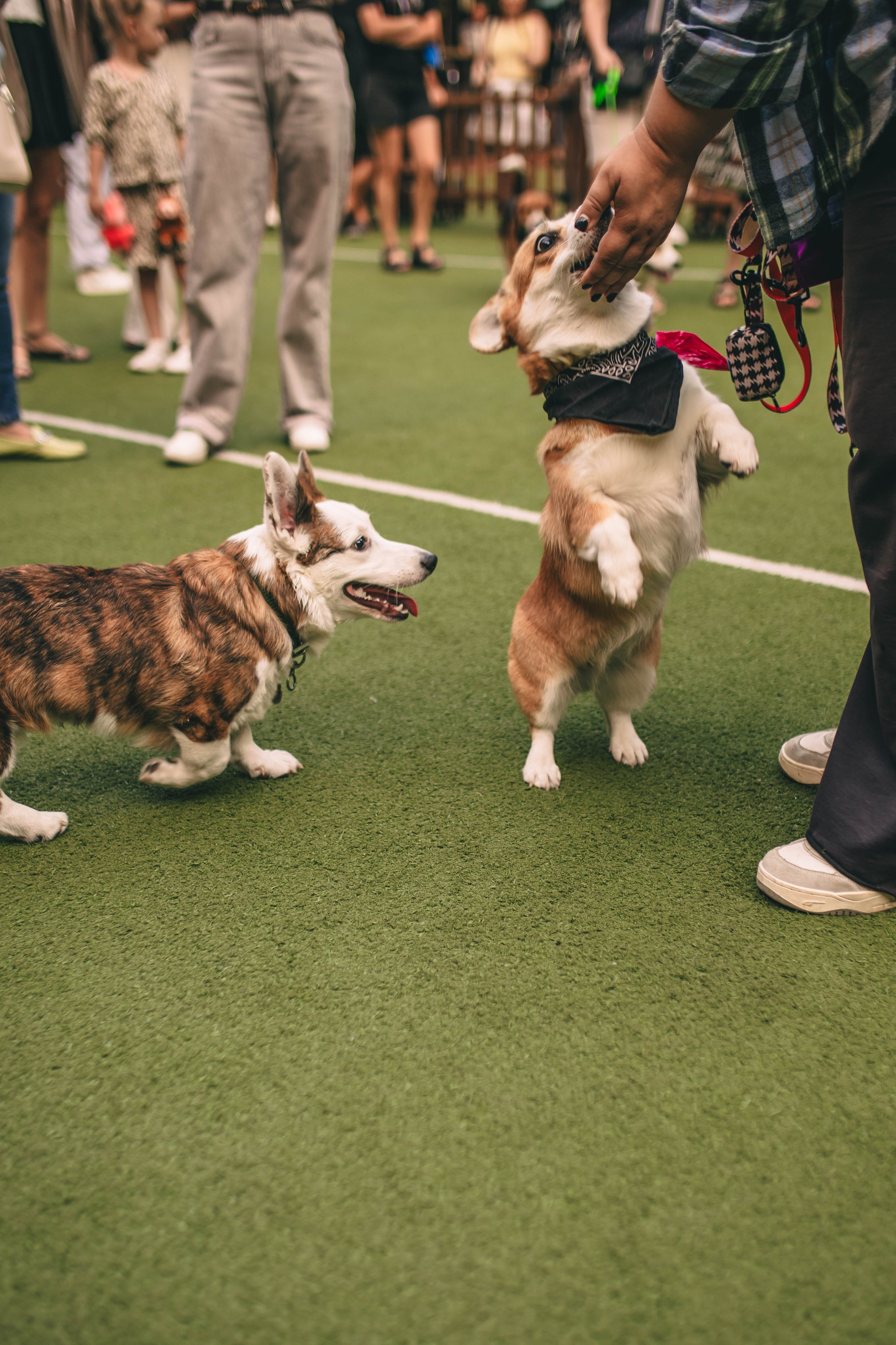 Pet-Party + Live-music |Парк Культуры. Фотограф в Ставрополе Алина Клочкова