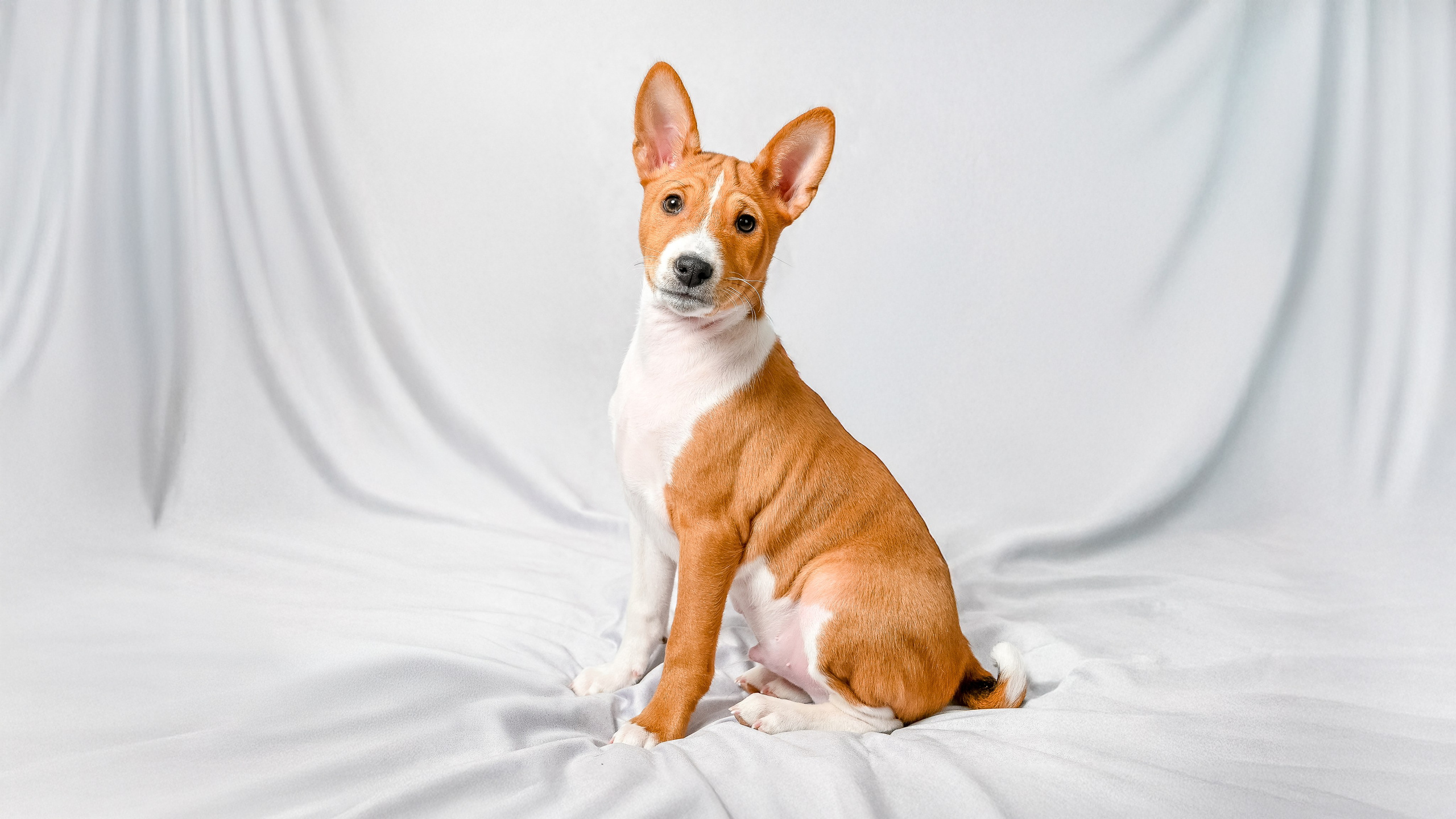 Собаки. Фотограф-анималист в СПб