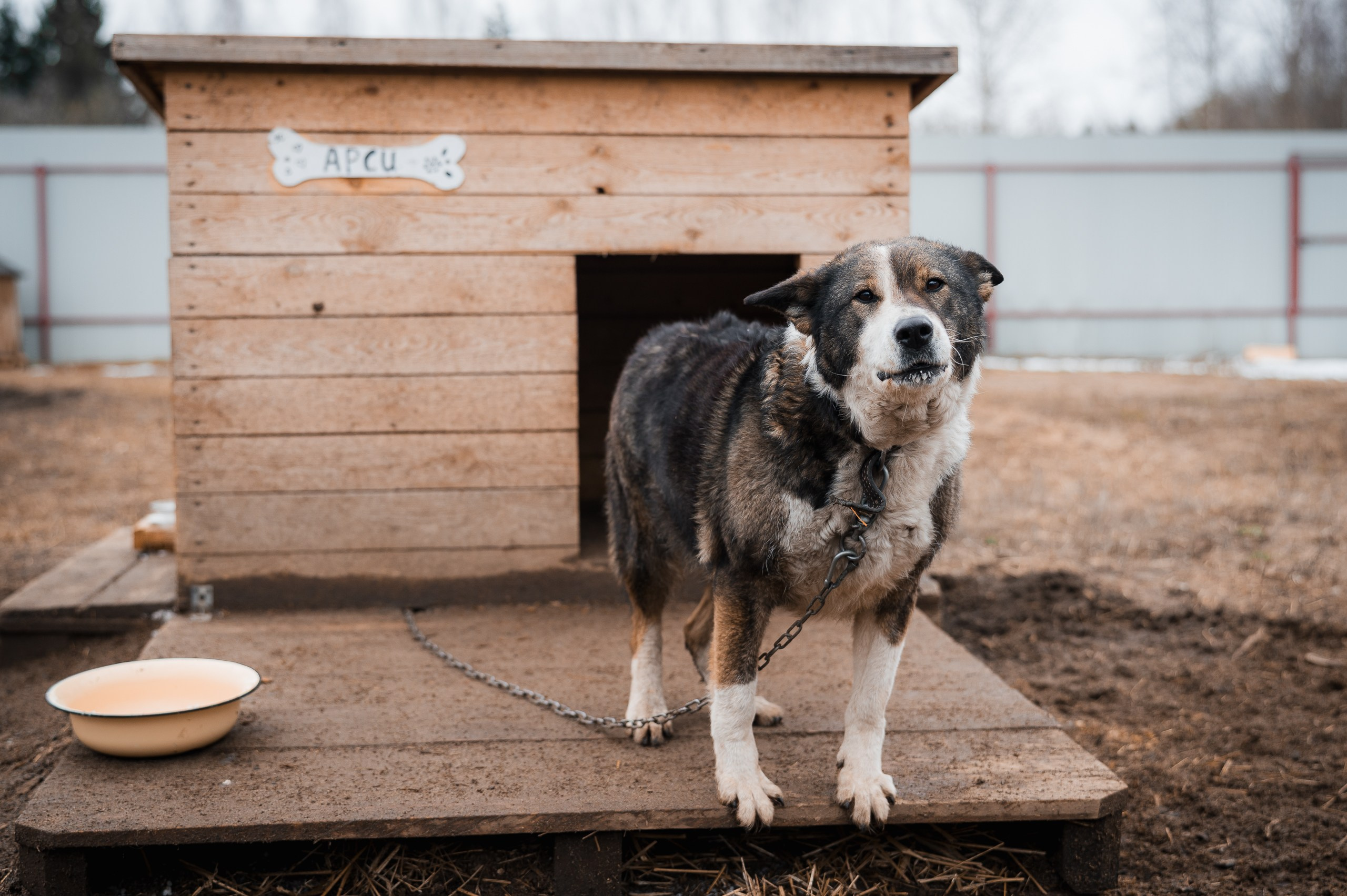 Арси. Улыбка собаки — спасение и пристройство бездомных собак