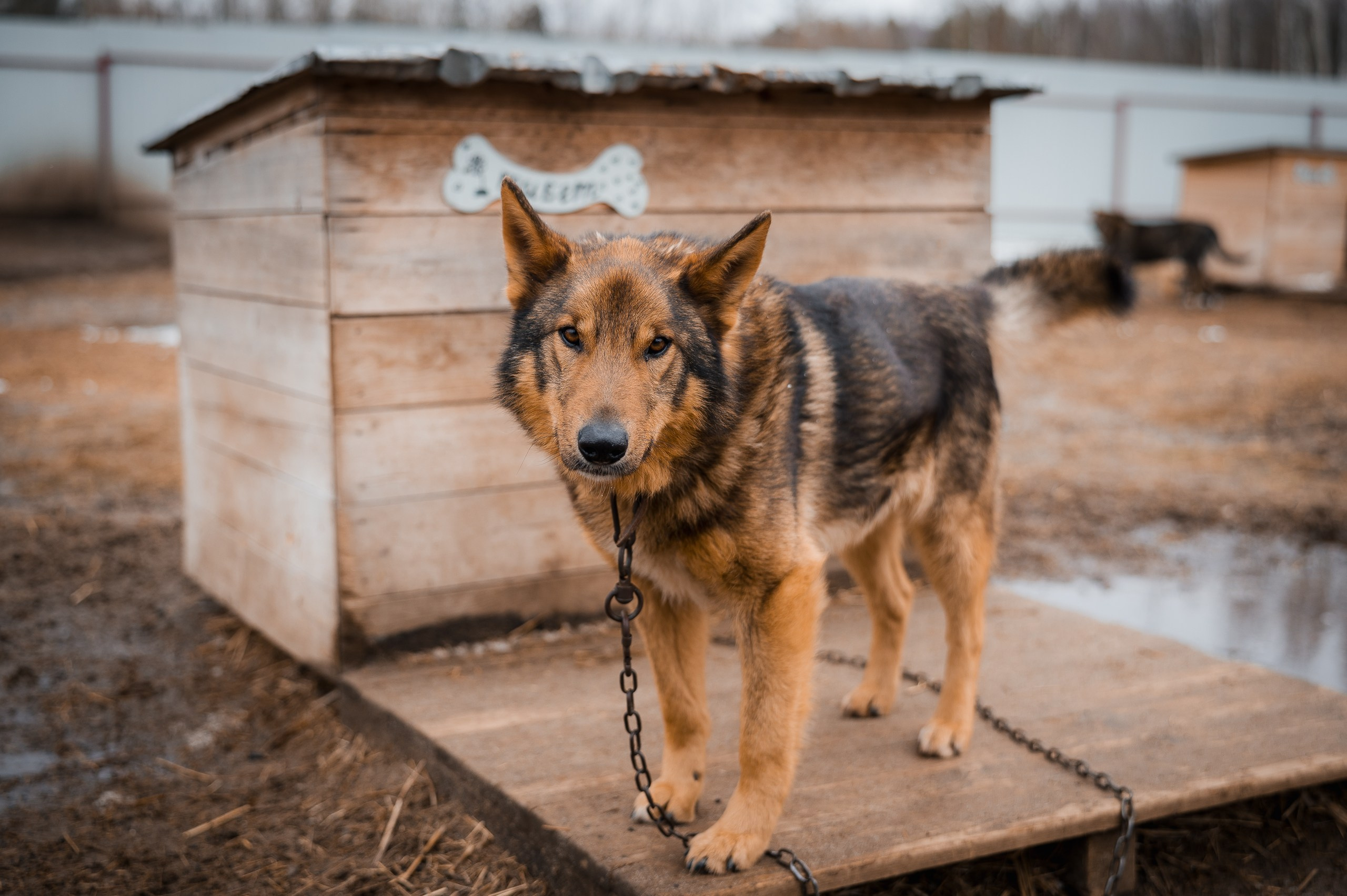 Тибет. Улыбка собаки — спасение и пристройство бездомных собак