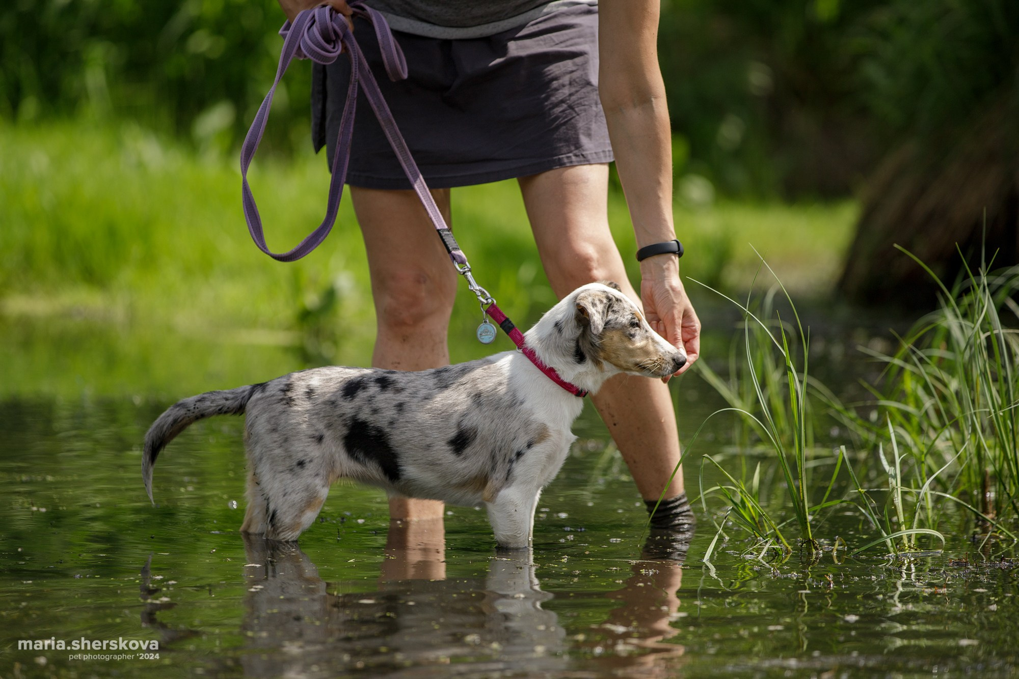 Хвостатый Драйв 2024. Фотограф-анималист в Калуге Мария Шерскова