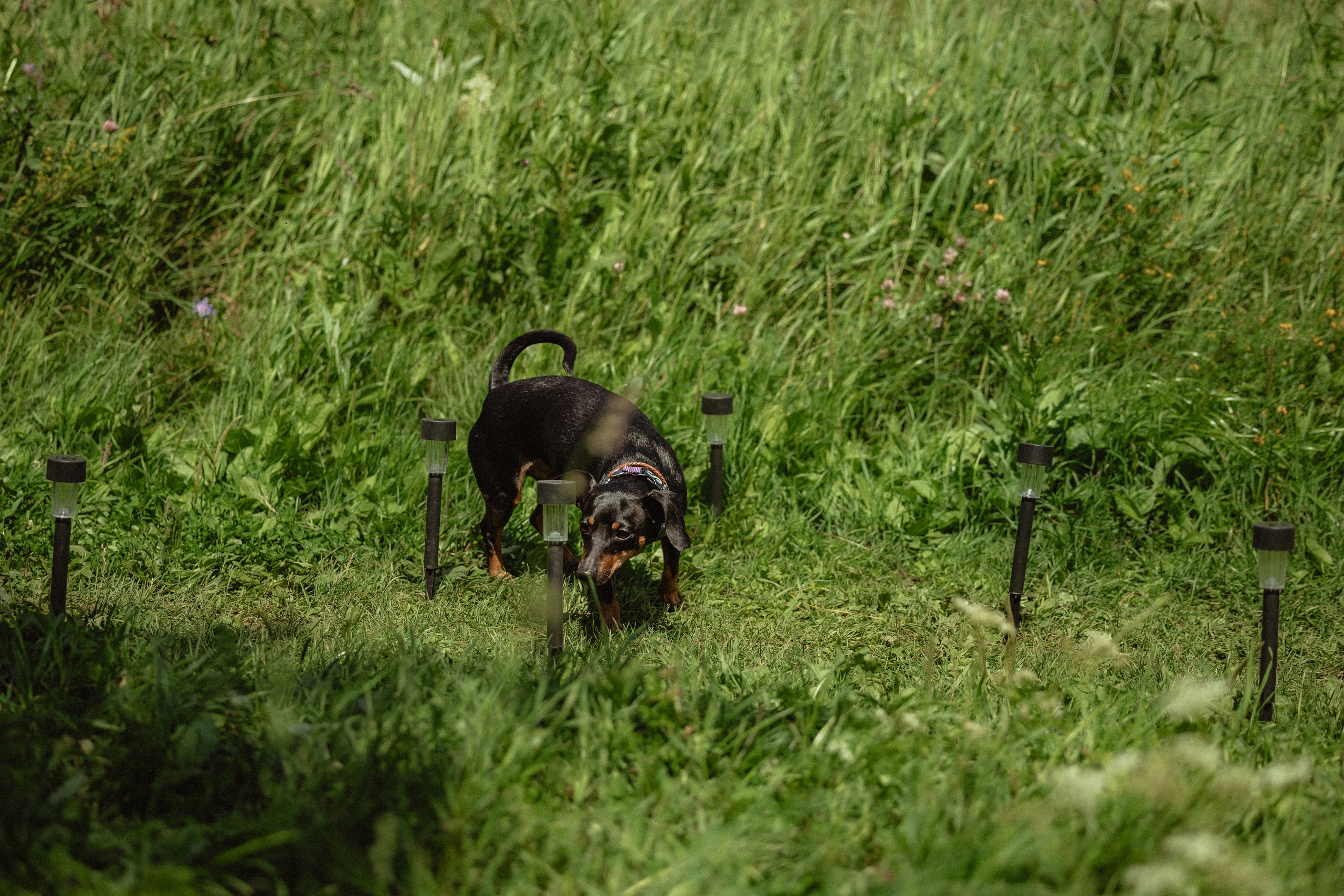 Выездной дог-тренинг от школы «Шерсть имею»