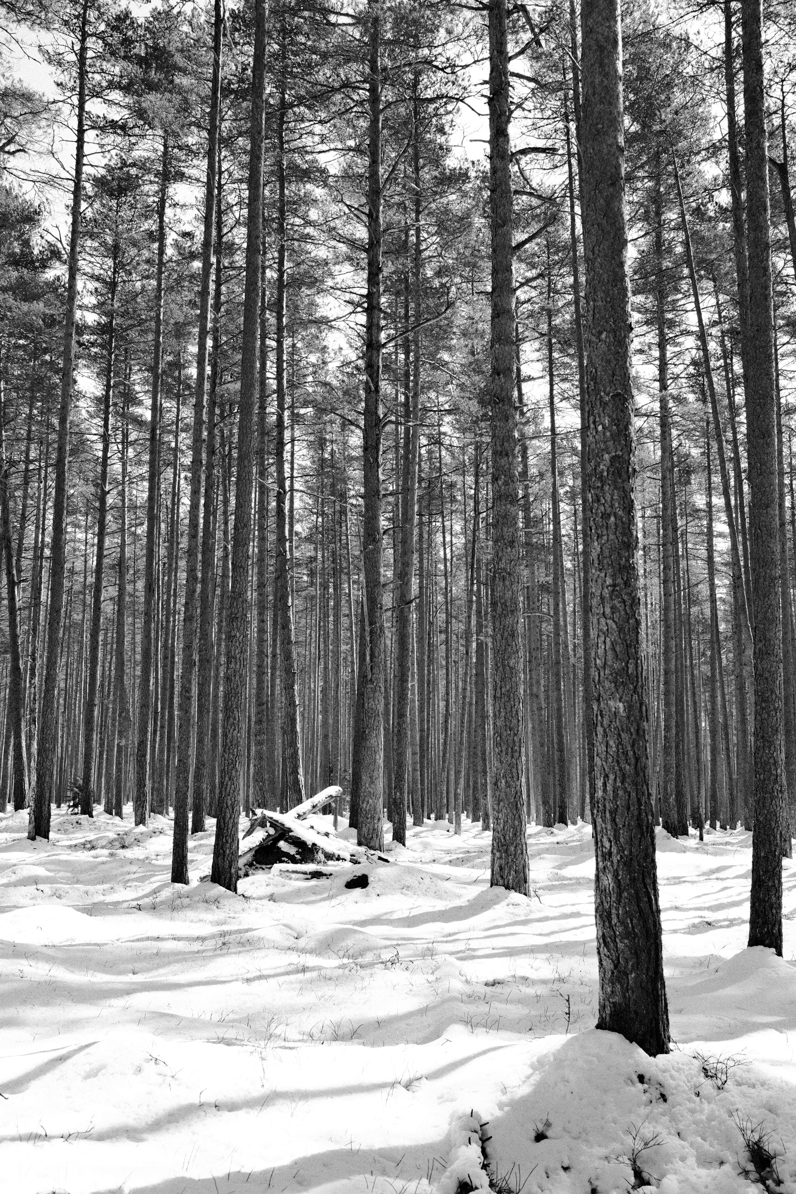 Сказочный лес. Портретный фотограф