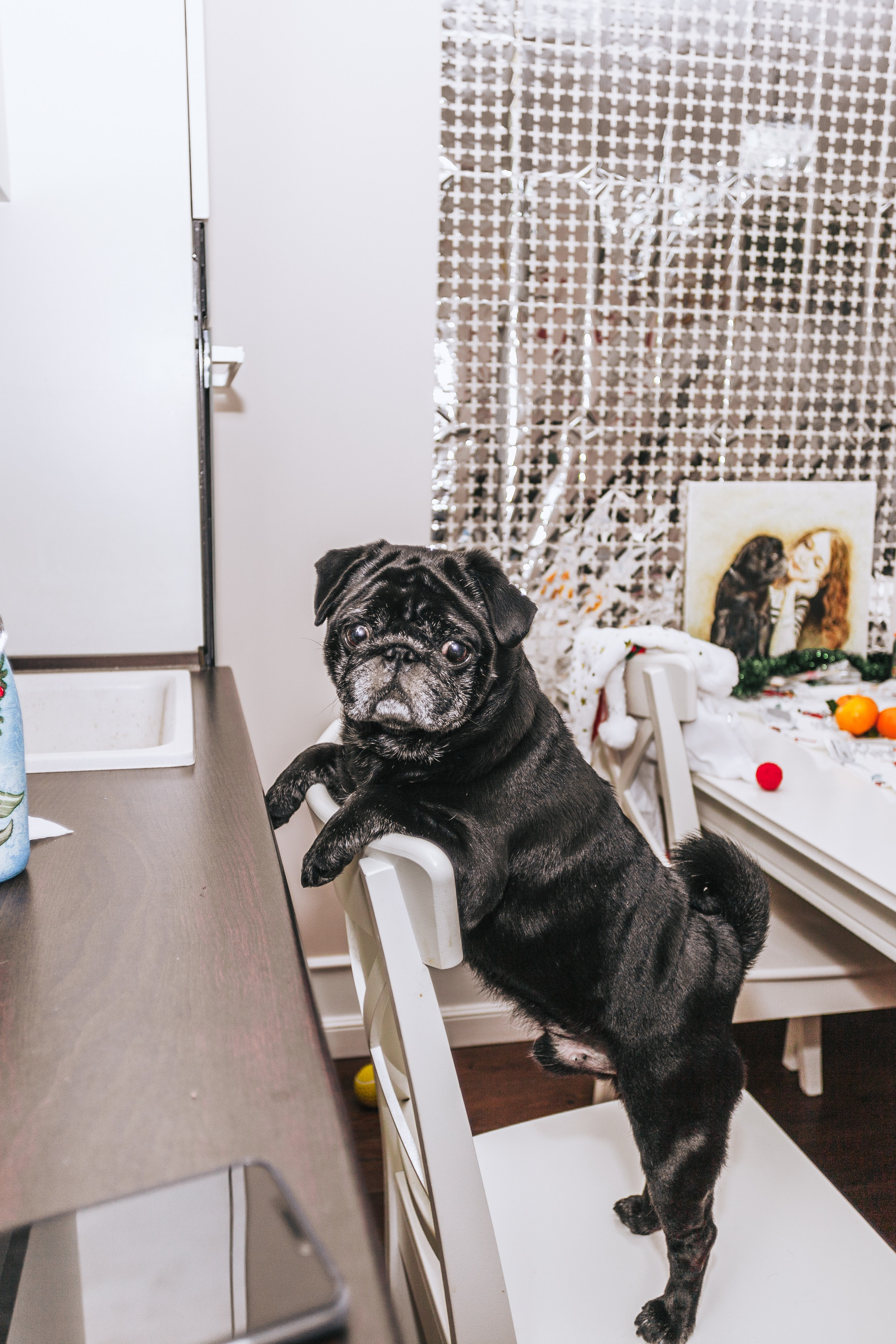 Домашняя фотосессия Оли и двух ее мопсов. Фотограф-анималист Татьяна Степанова