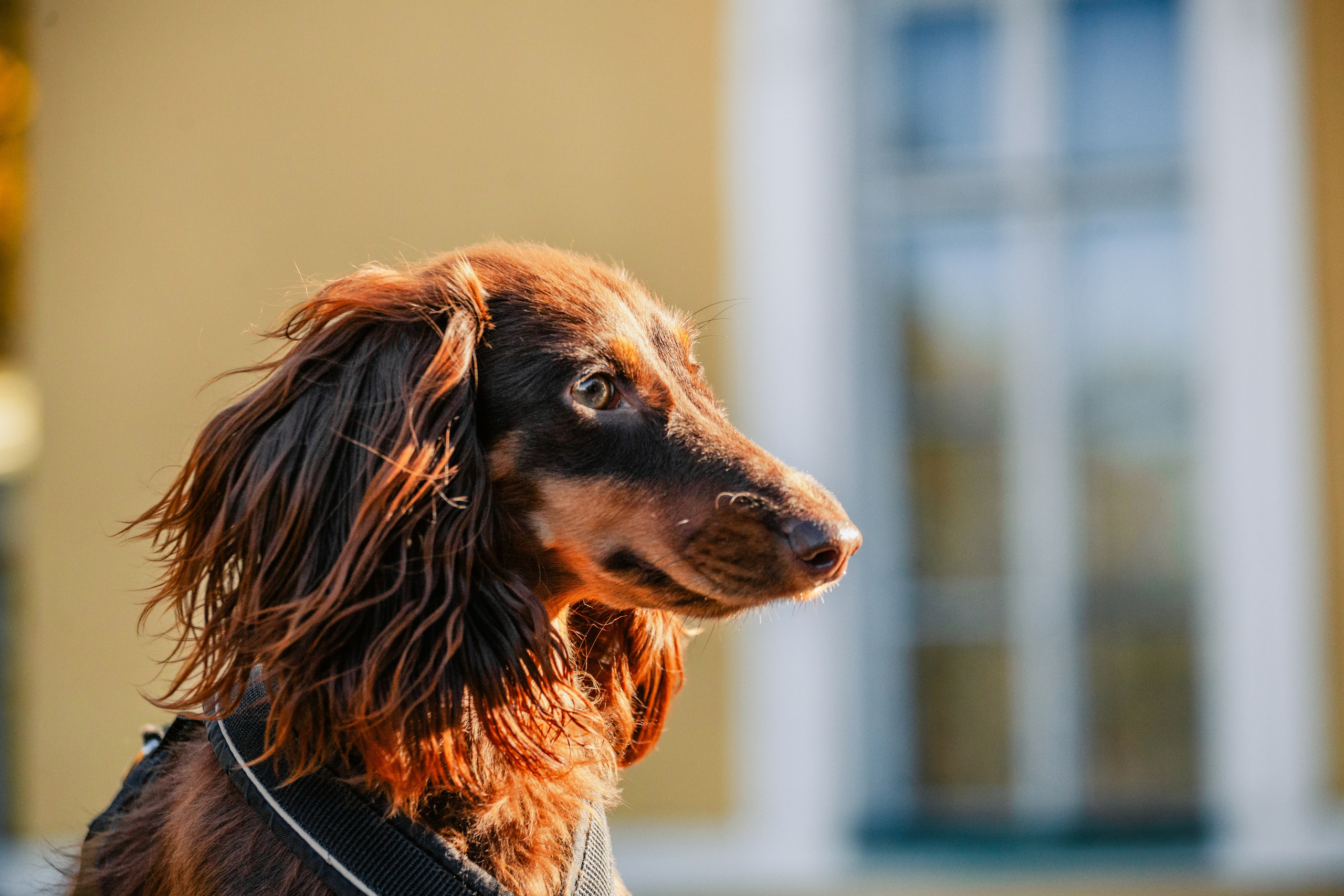 Света, Хайди, Богдана. Фотограф-анималист Татьяна Степанова