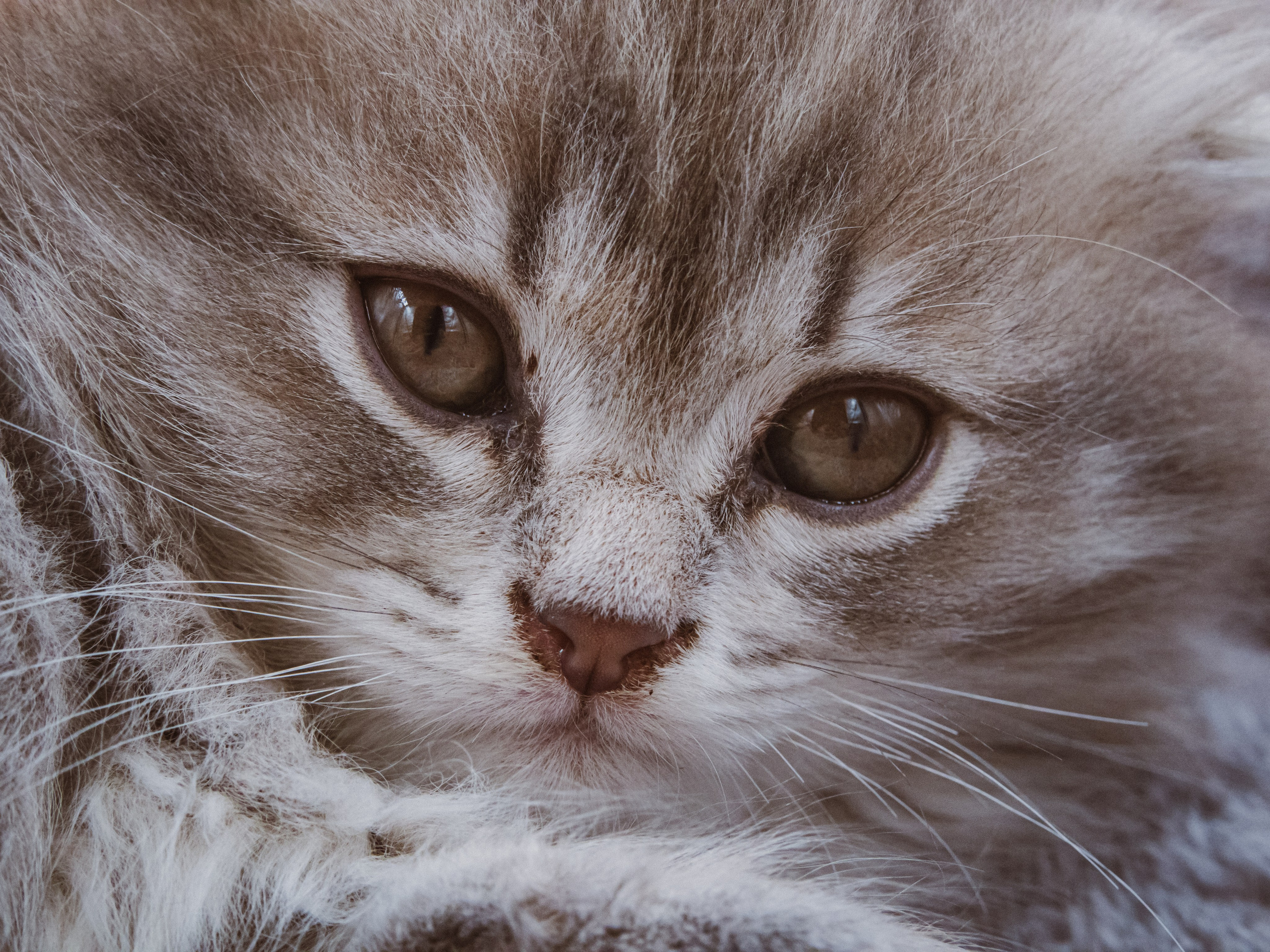 Съемка ЖИВОТНЫХ. VSolo — ваш EVENT фотограф