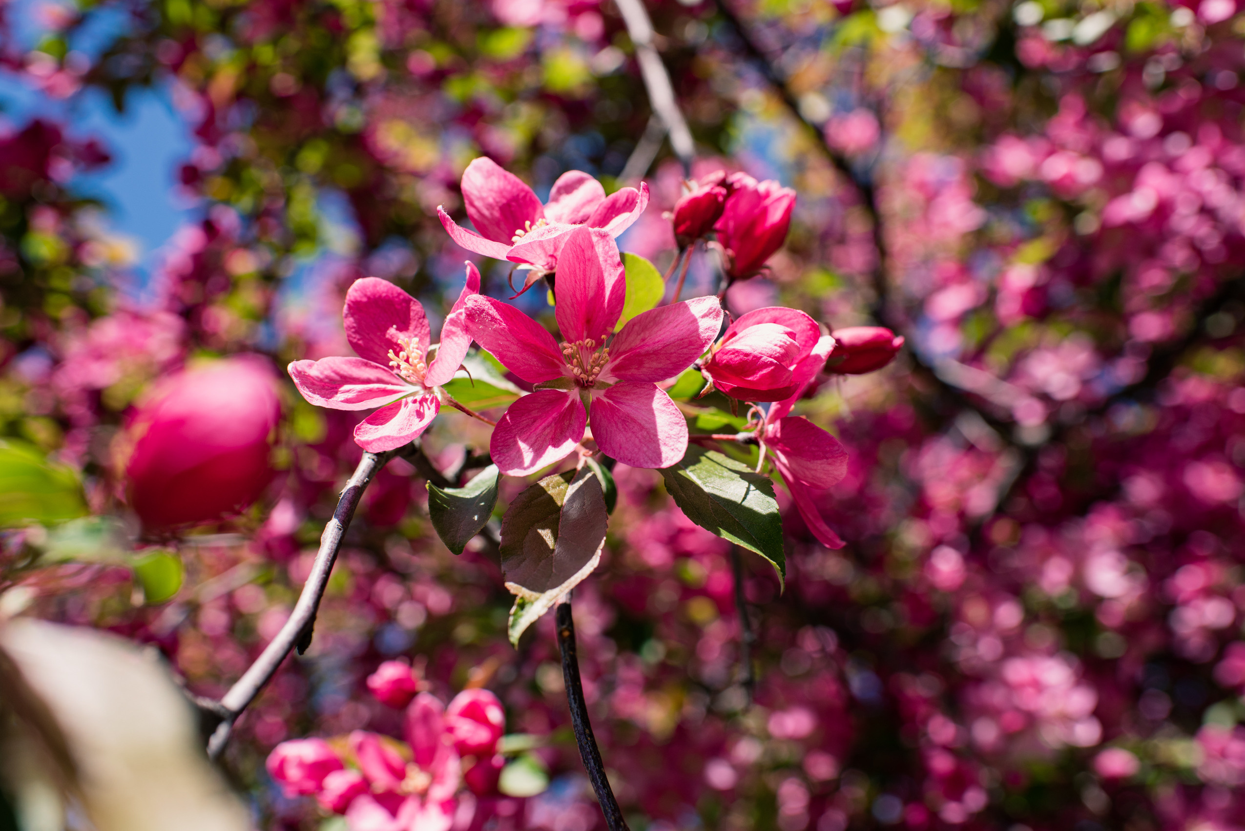 Майская прогулка с двумя сорванцами. Семейный фотограф в Москве Анна Коропова