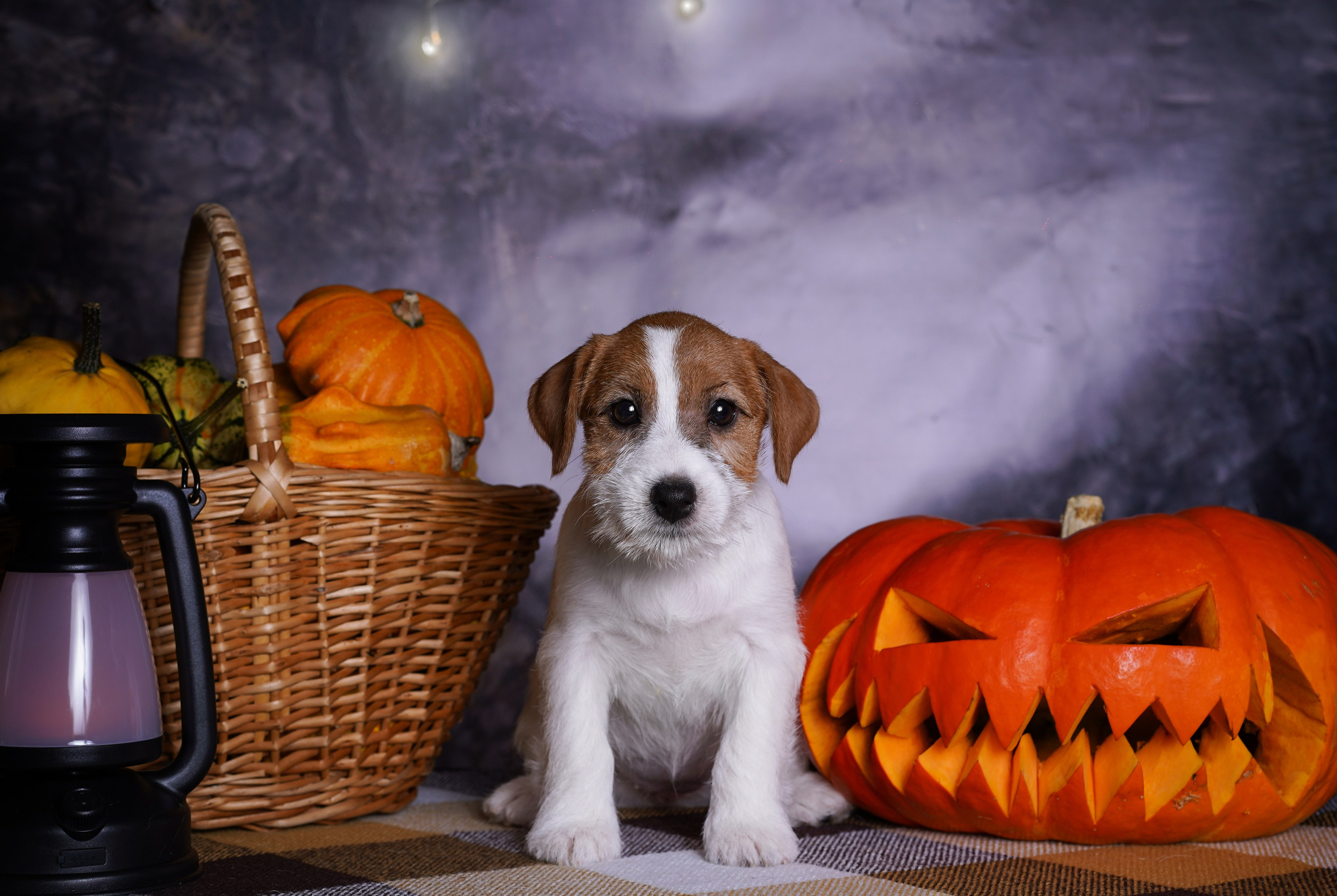 Щенки джек-рассел терьера. Фотограф-анималист в Санкт-Петербурге Яна Мартынова