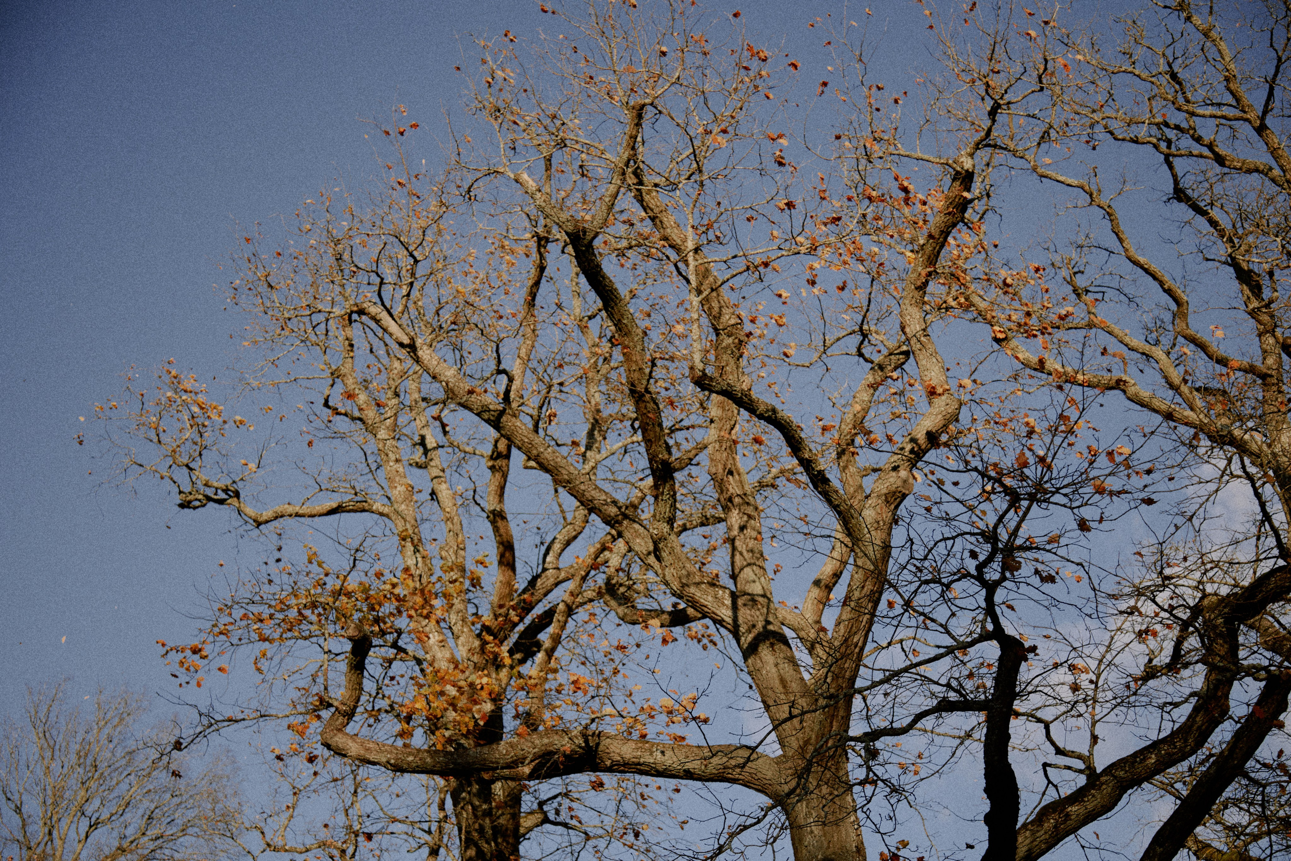 Ораниенбаум. Фотограф Елена Краснопевцева