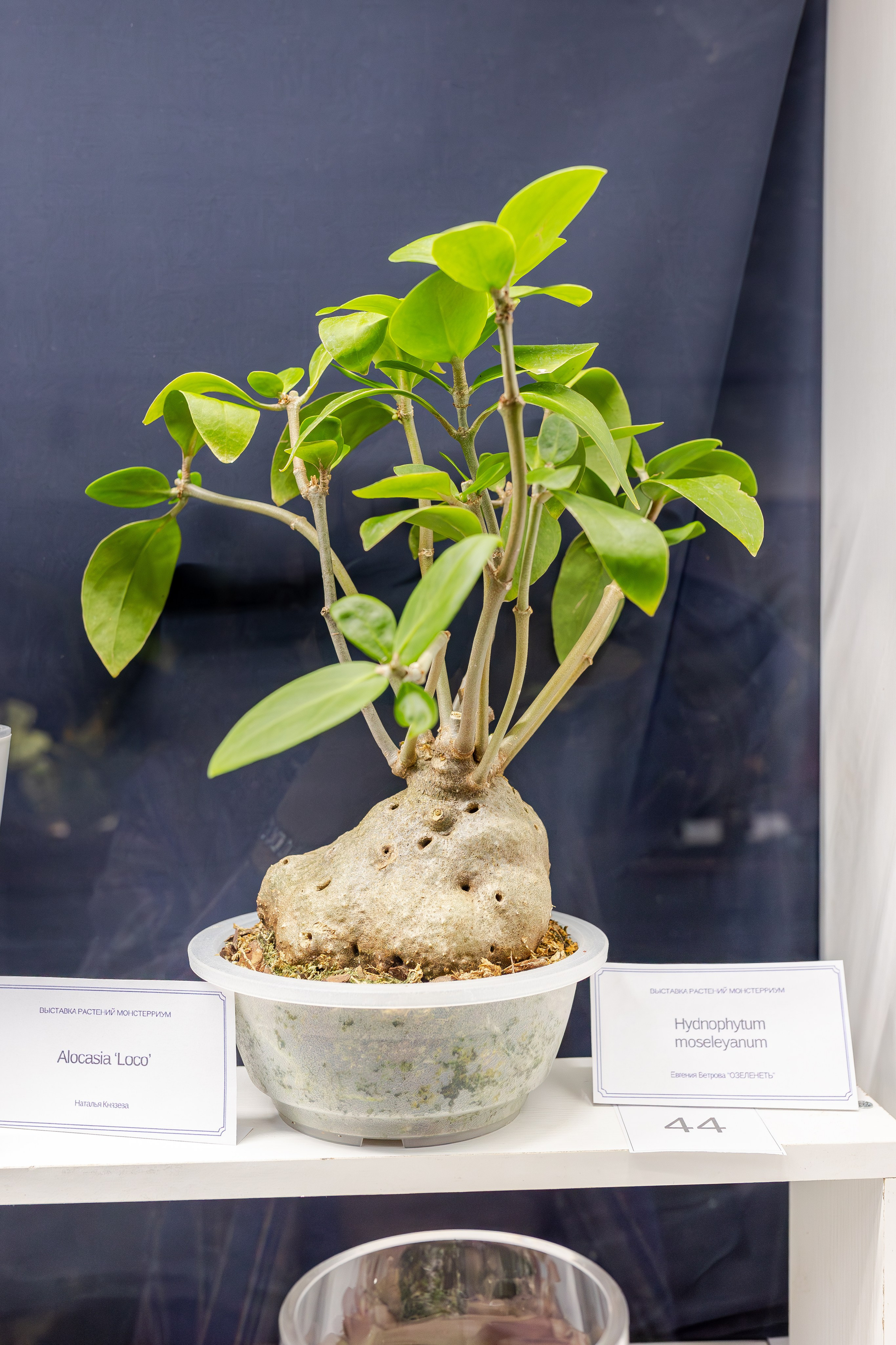 Монстериум апрель 2026. Александра Куликова фотограф, Москва
