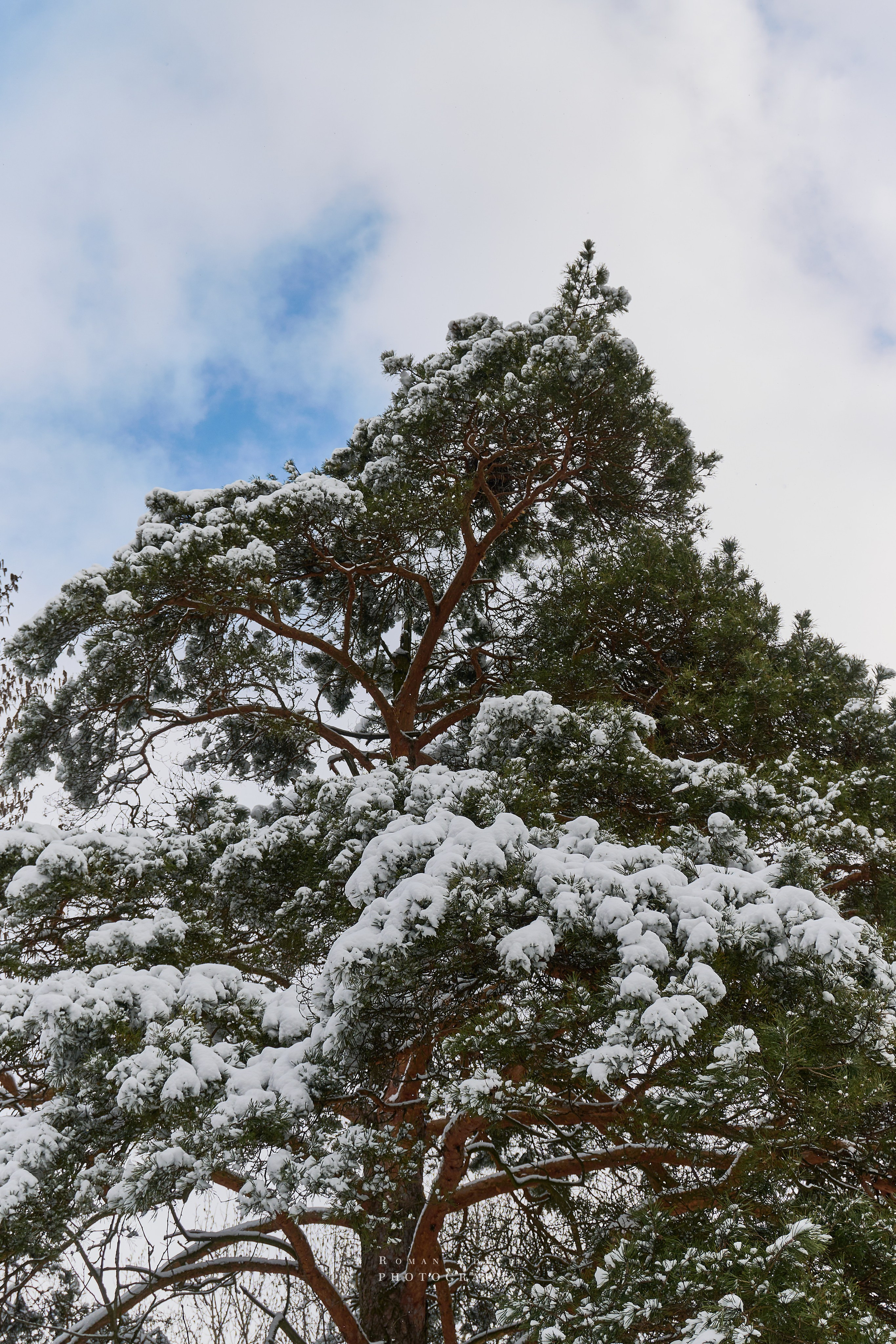 Апрельский снег. Москва 2025. Фотограф Роман Адлер