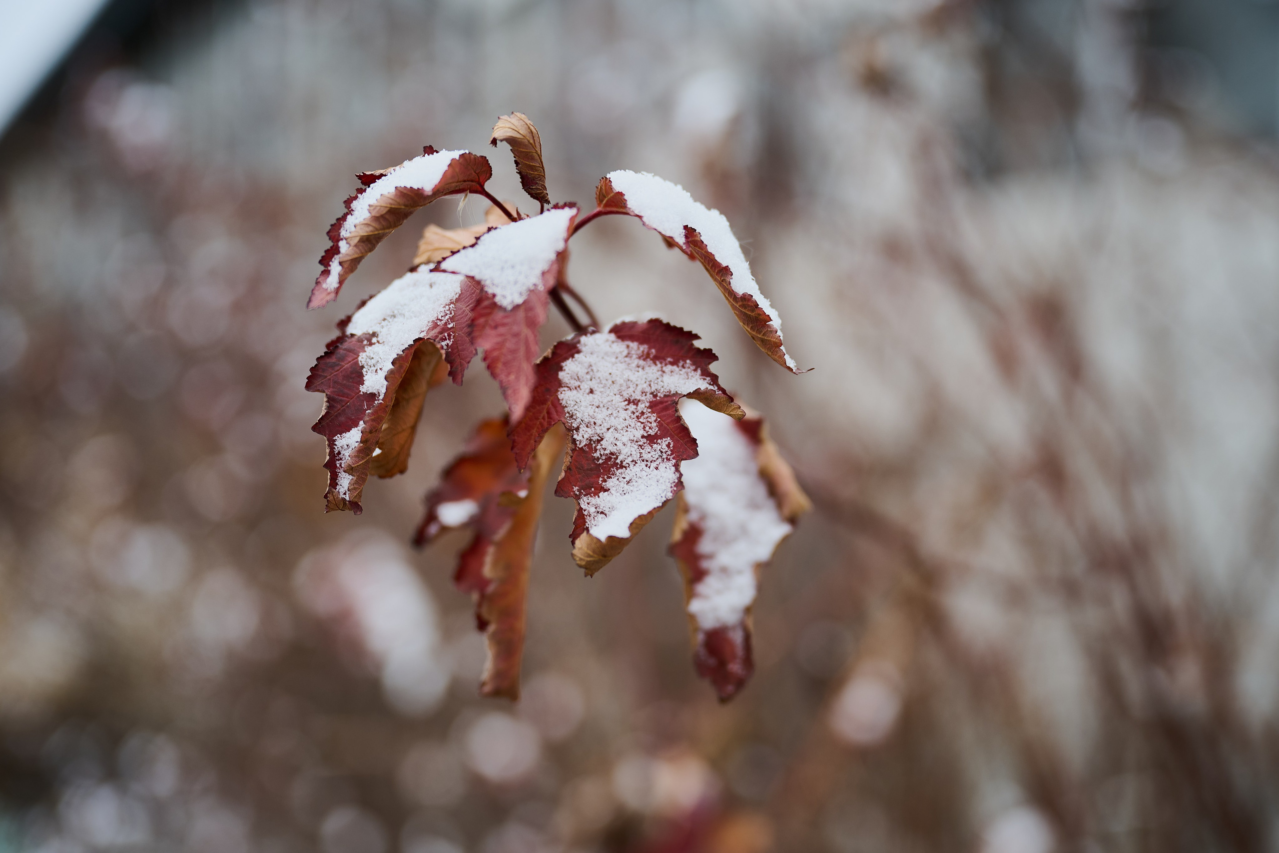 Северодонецк (Луганская область). Декабрь 2024. Фотограф Роман Адлер