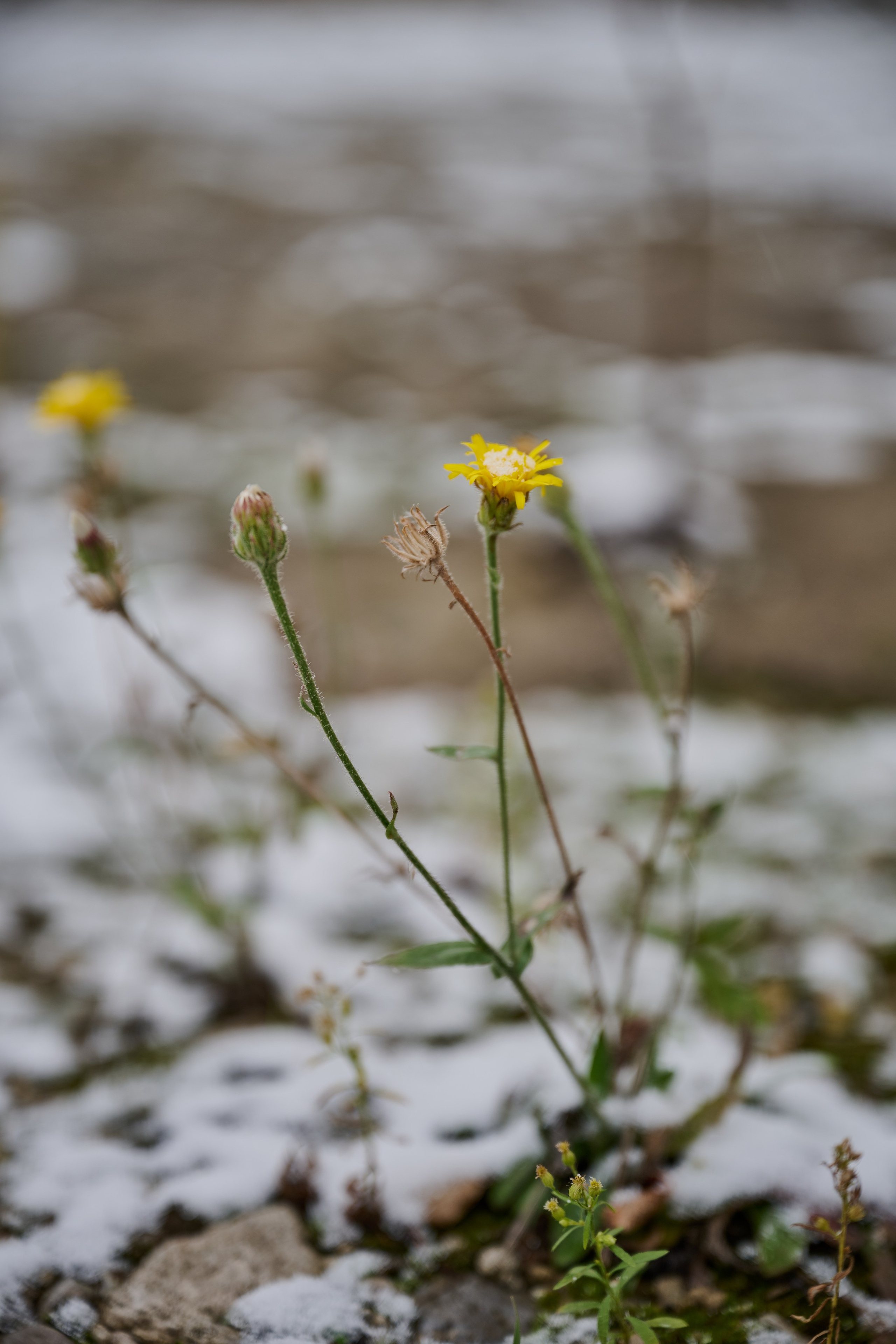 Северодонецк (Луганская область). Декабрь 2024. Фотограф Роман Адлер