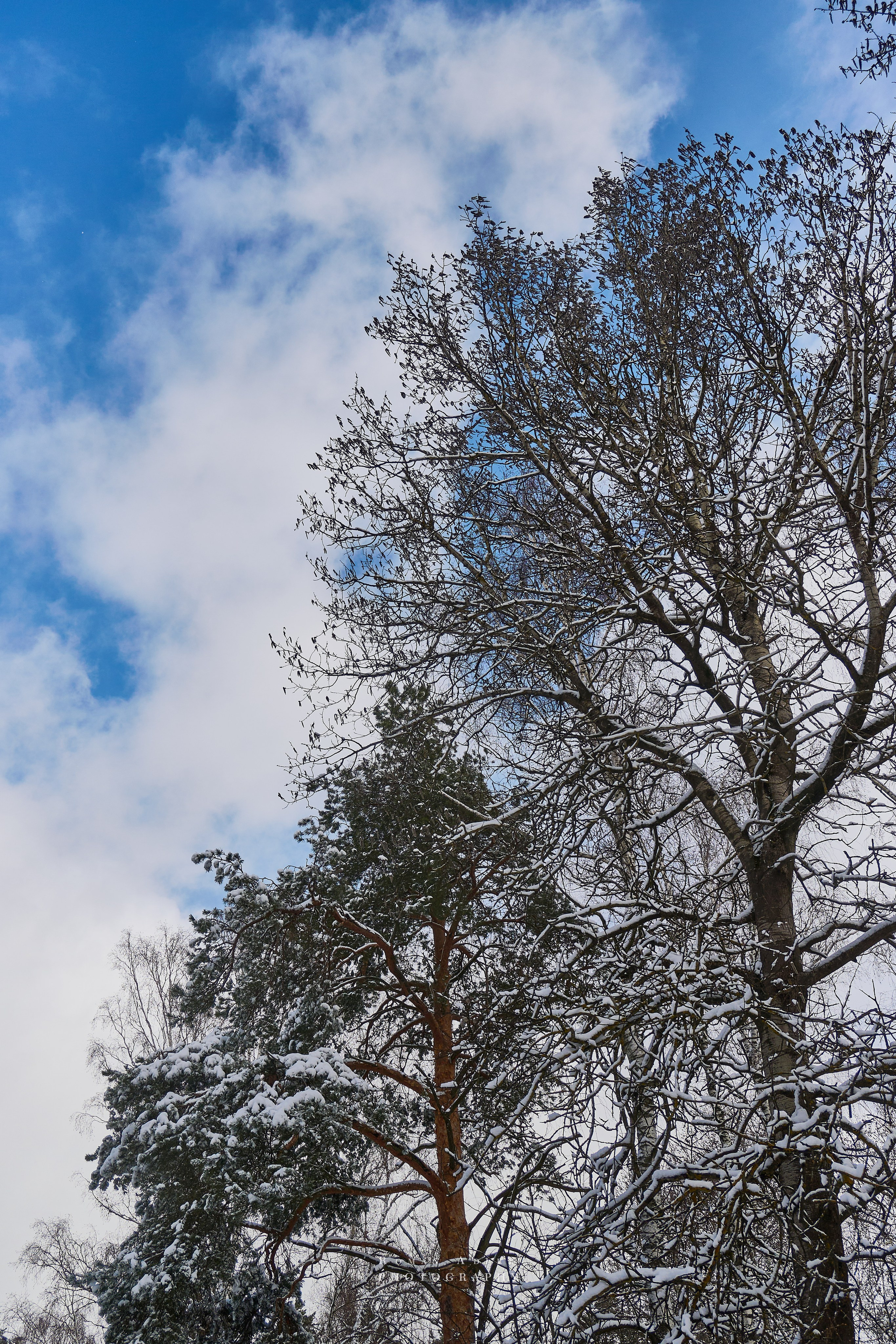 Апрельский снег. Москва 2025. Фотограф Роман Адлер