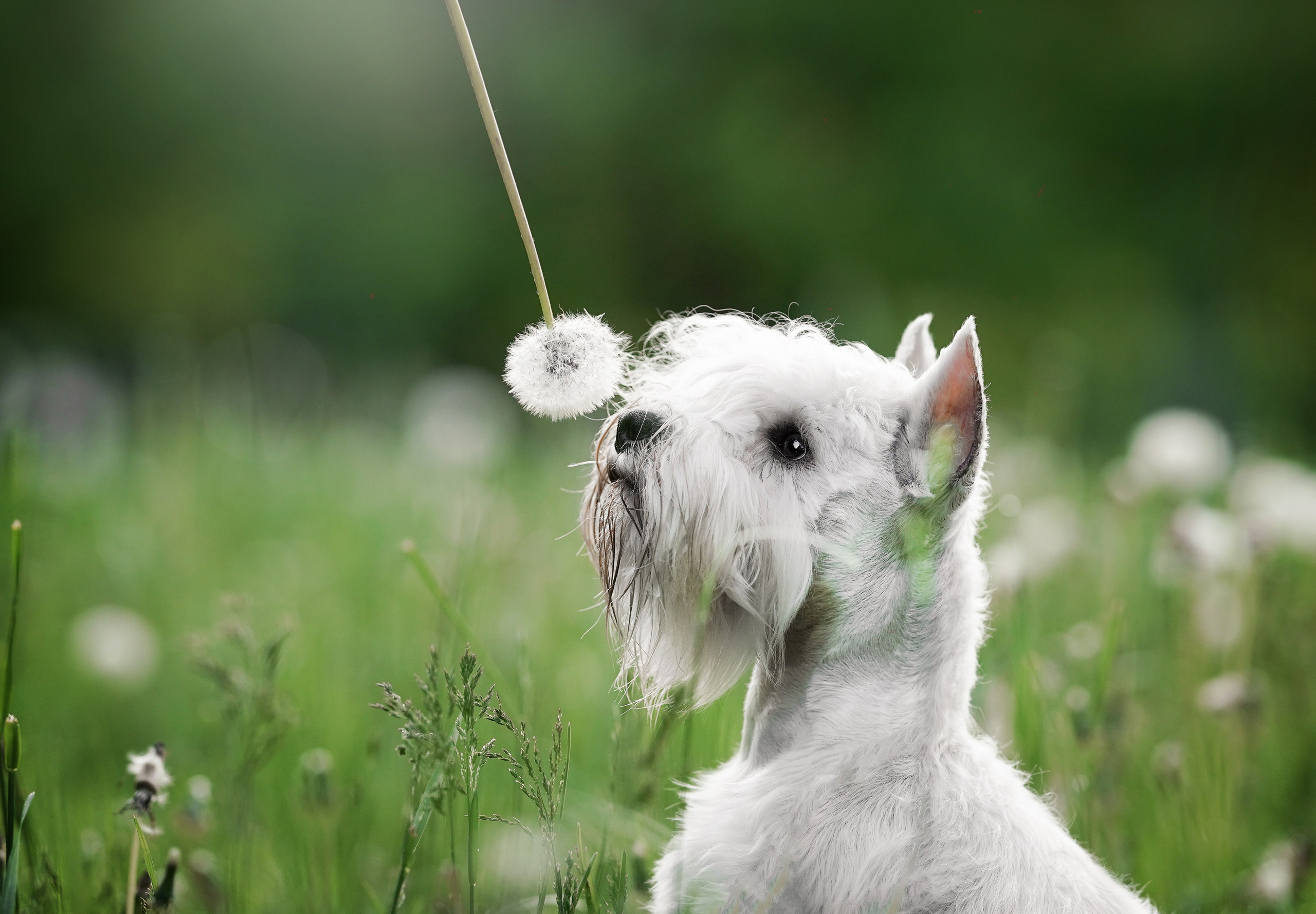 Оля и Доминик. Фотограф-анималист в Санкт-Петербурге Яна Мартынова