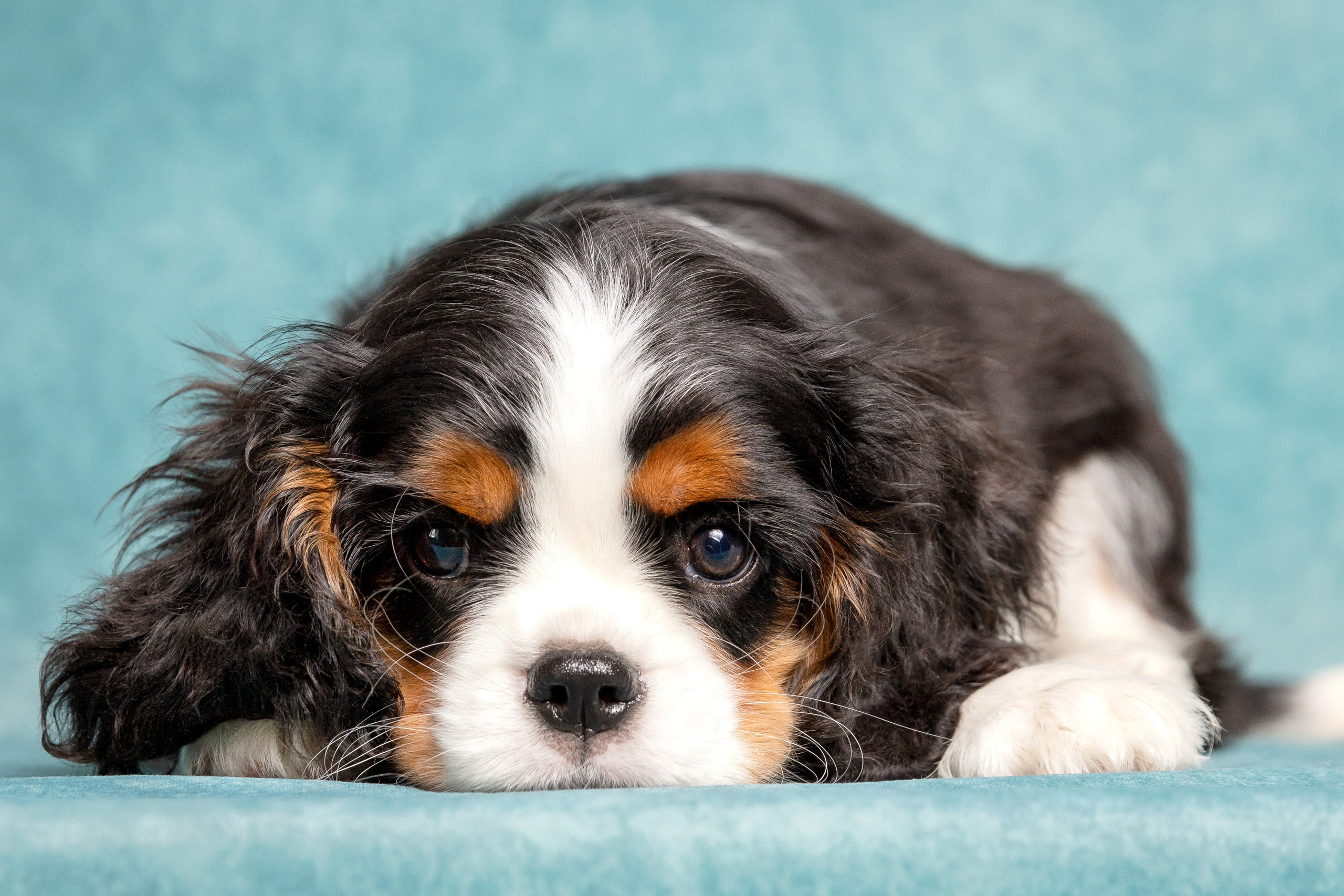 Кавалер Кинг Чарльз спаниель. Юлия Микульская. Рыбинск