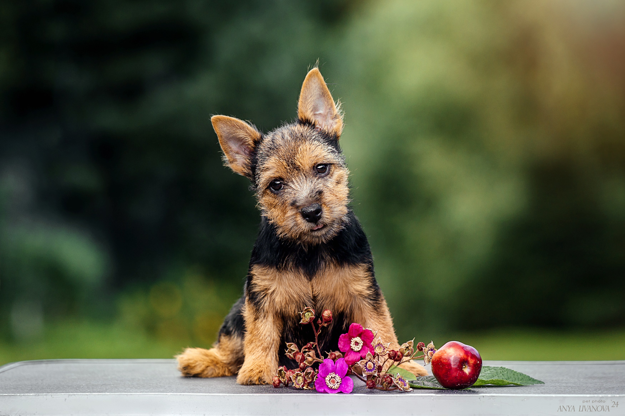 Норвичи. Фотограф анималист Аня Ливанова | Рыбинск