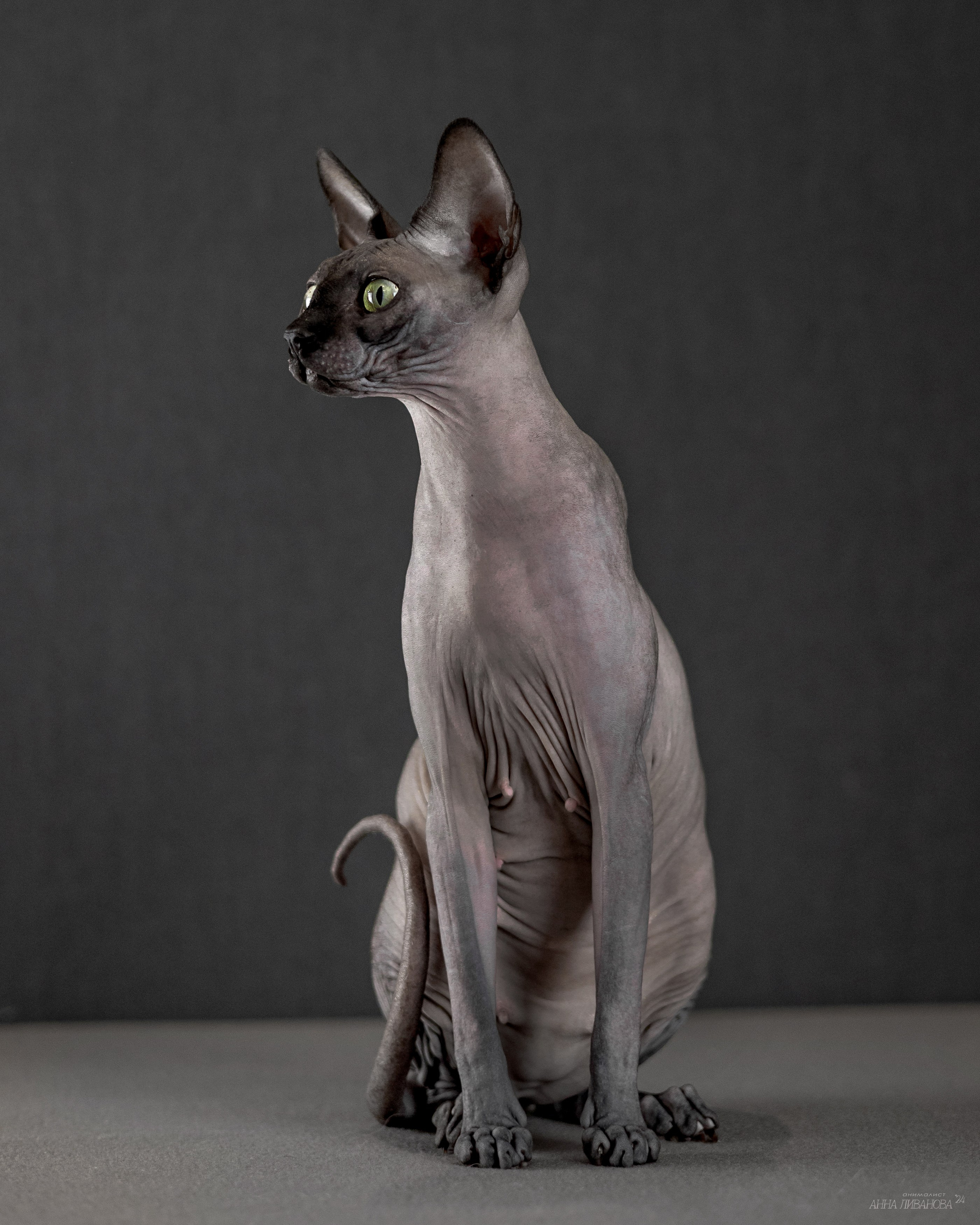 Черная киса сфинкс. Фотограф анималист Аня Ливанова | Рыбинск