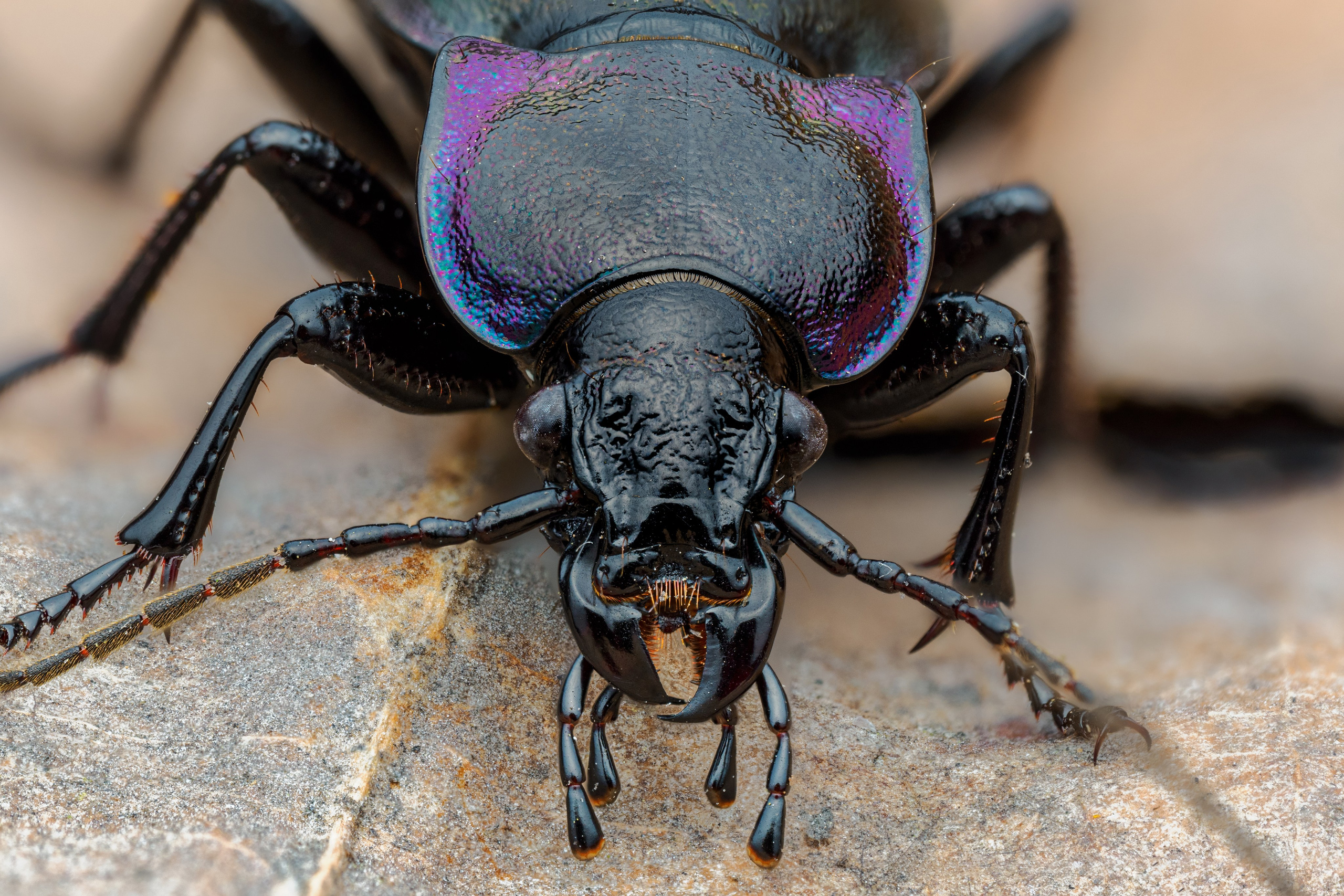 Жужелица фиолетовая на листке 