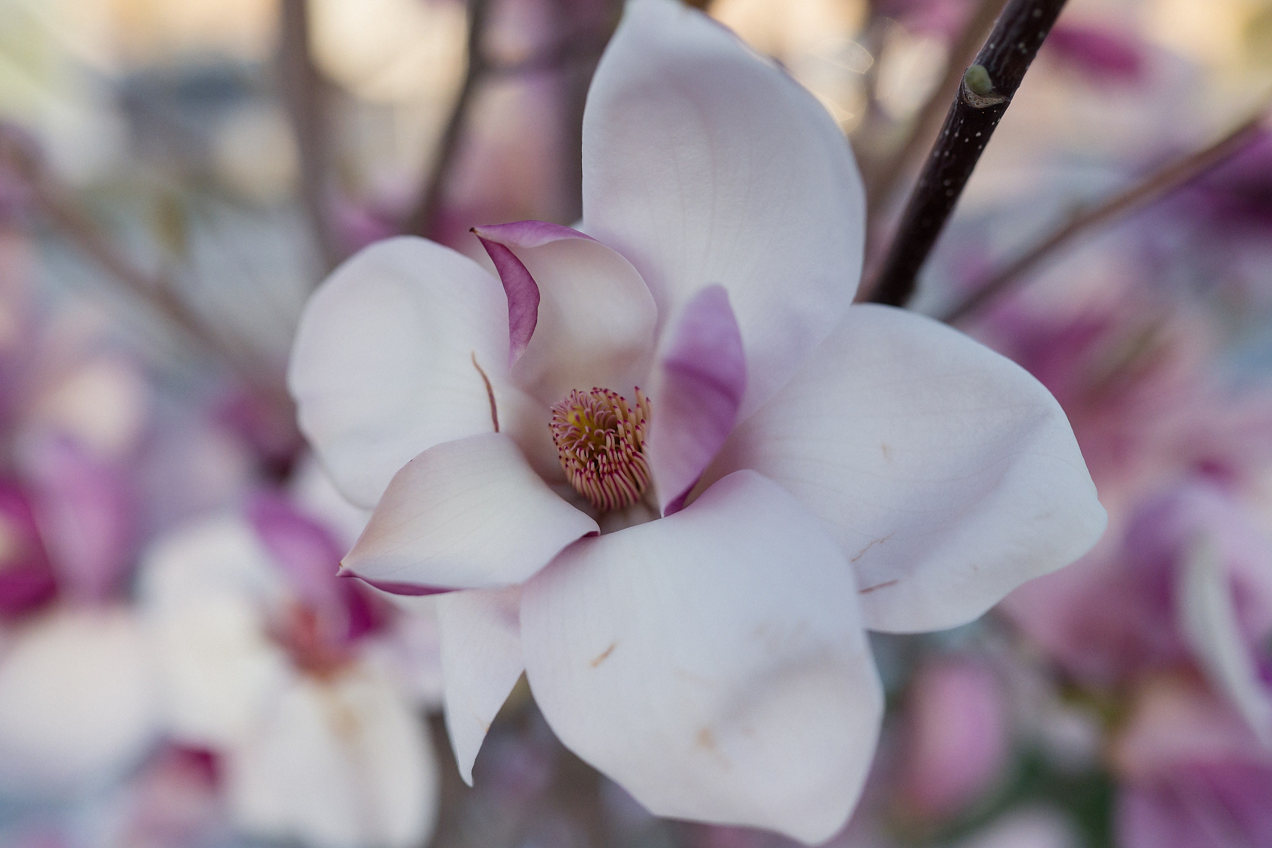 Узбекистан в марте. Люди. Юлия Розанова, коммерческий фоторепортаж в Москве