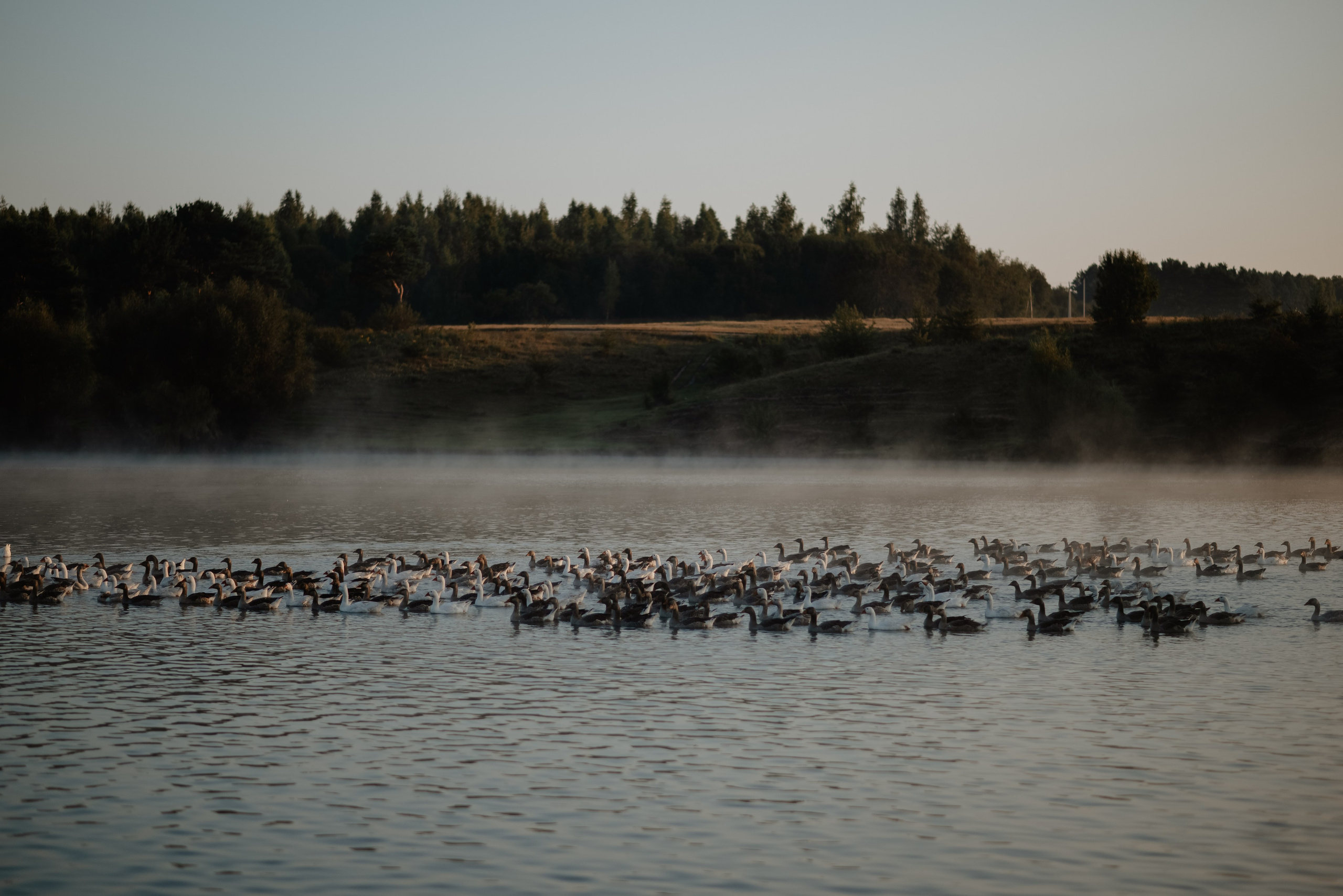 Love Story. Свадебный и портретный фотограф в Брянске и Москве Алина Химушкина