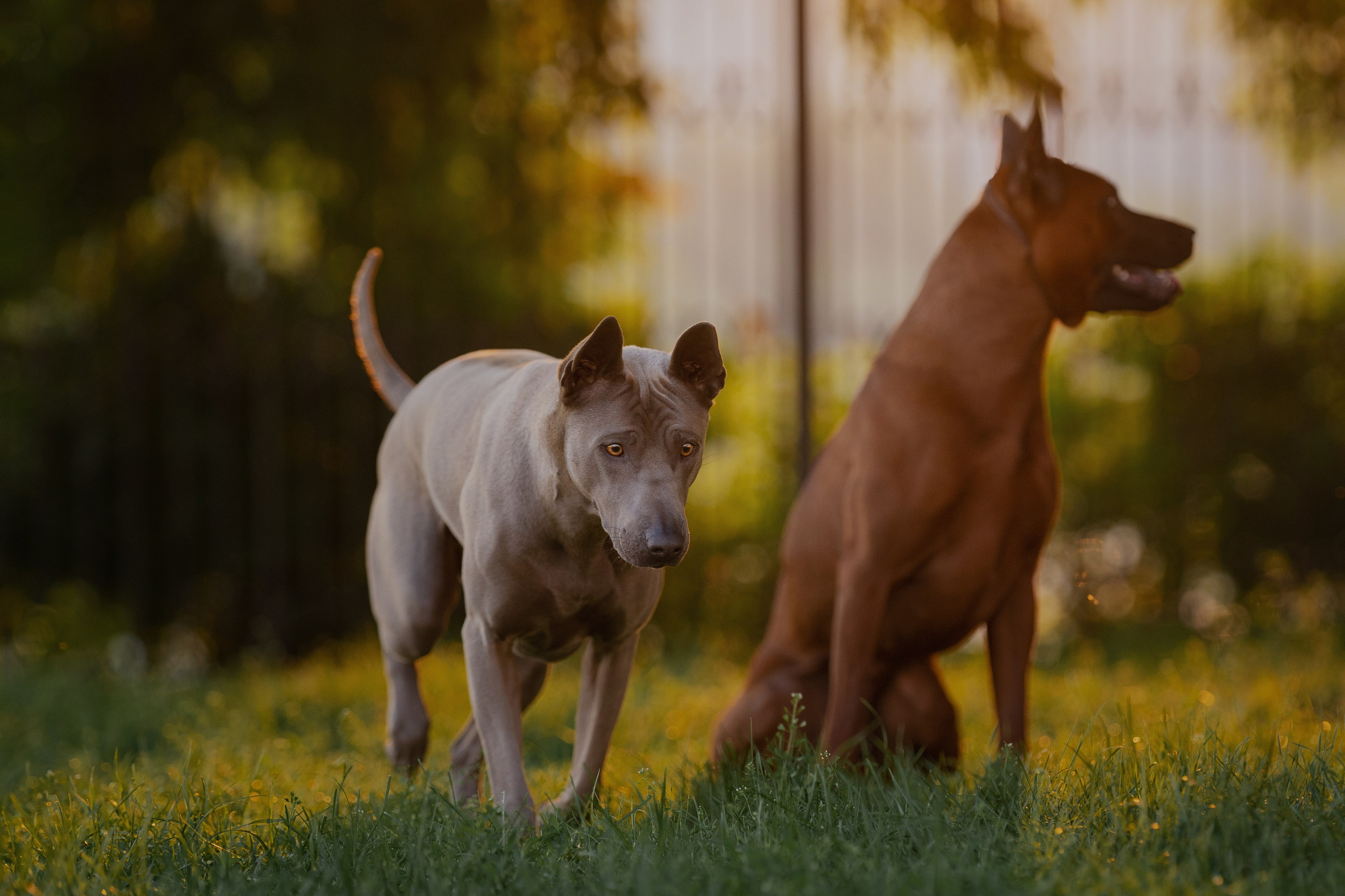 Лин + Вегас. Kameramotor74