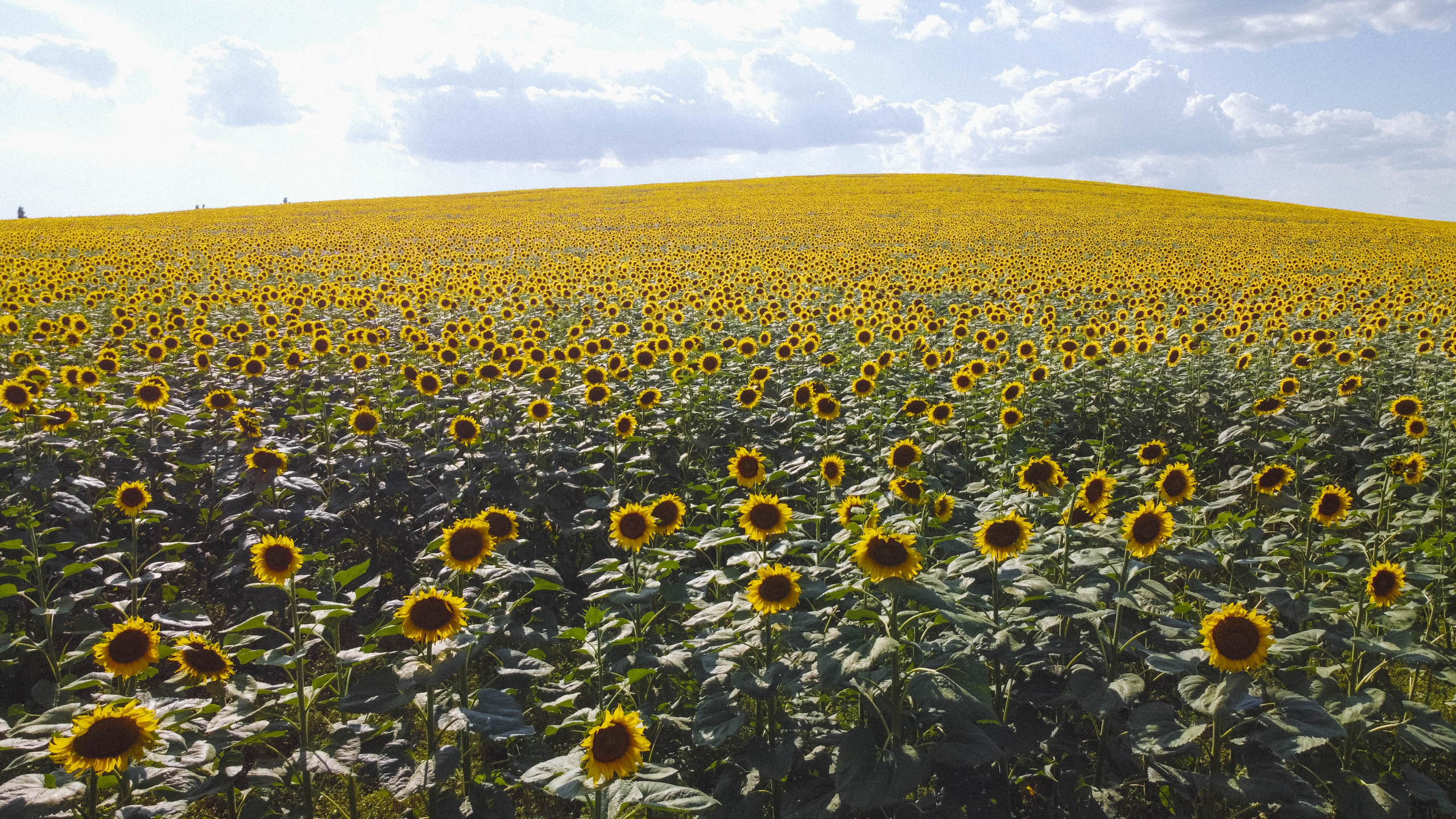 Nature. Артем Корнев Фотограф