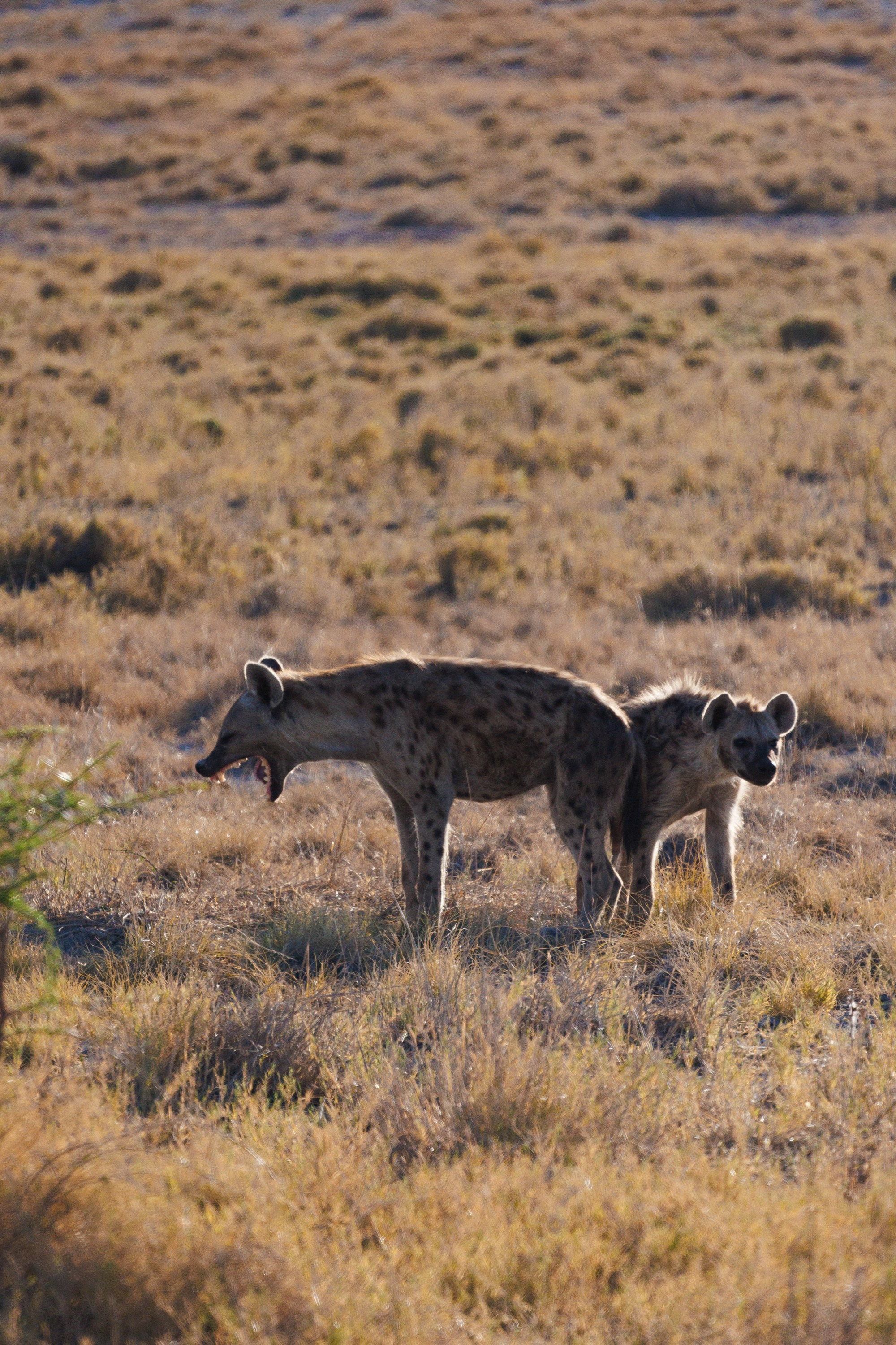 НАМИБИЯ. Роадтрип