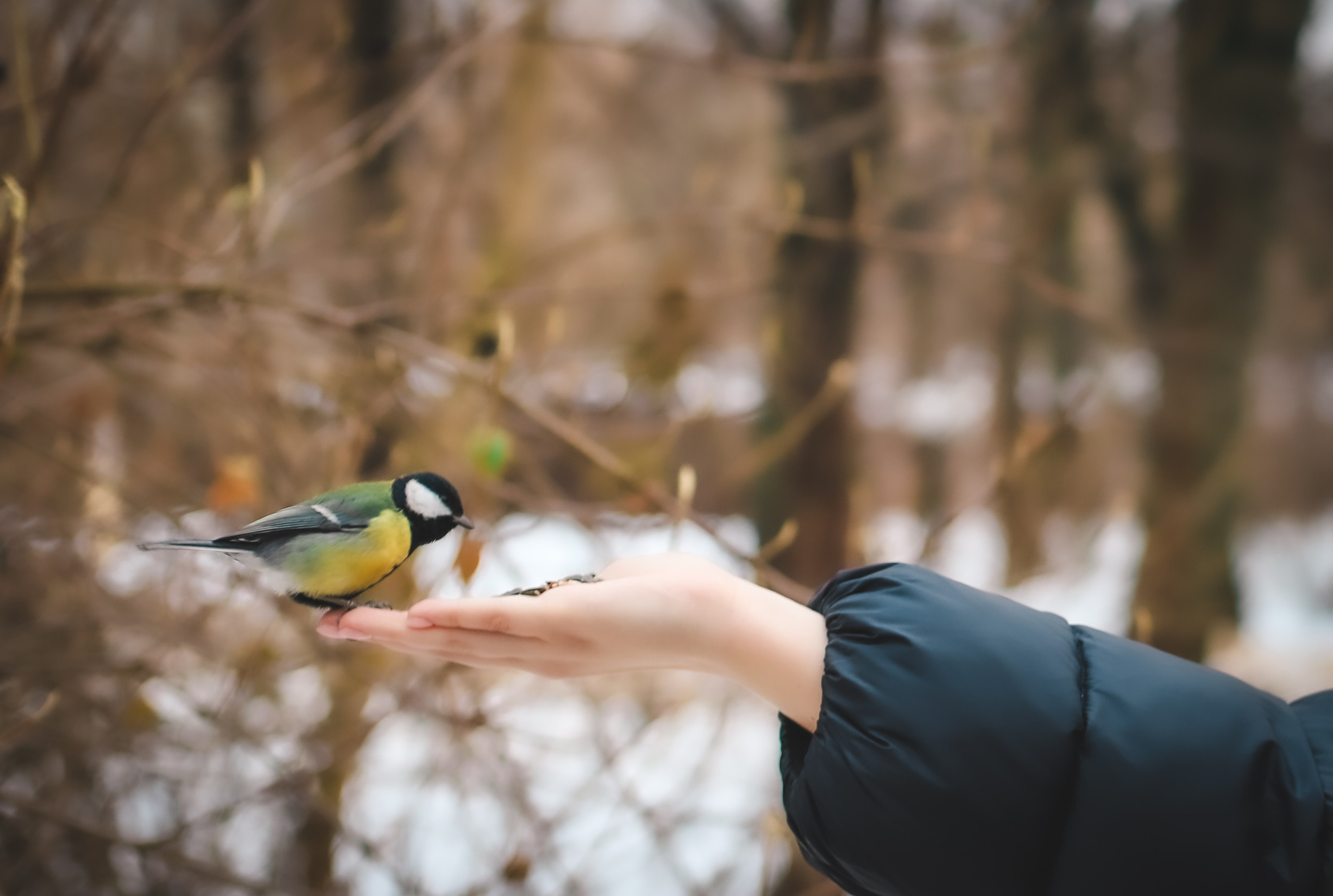 Московская птичка. Фотограф беременности и семейных историй Эльвира Акарибе в городе Краснодар!