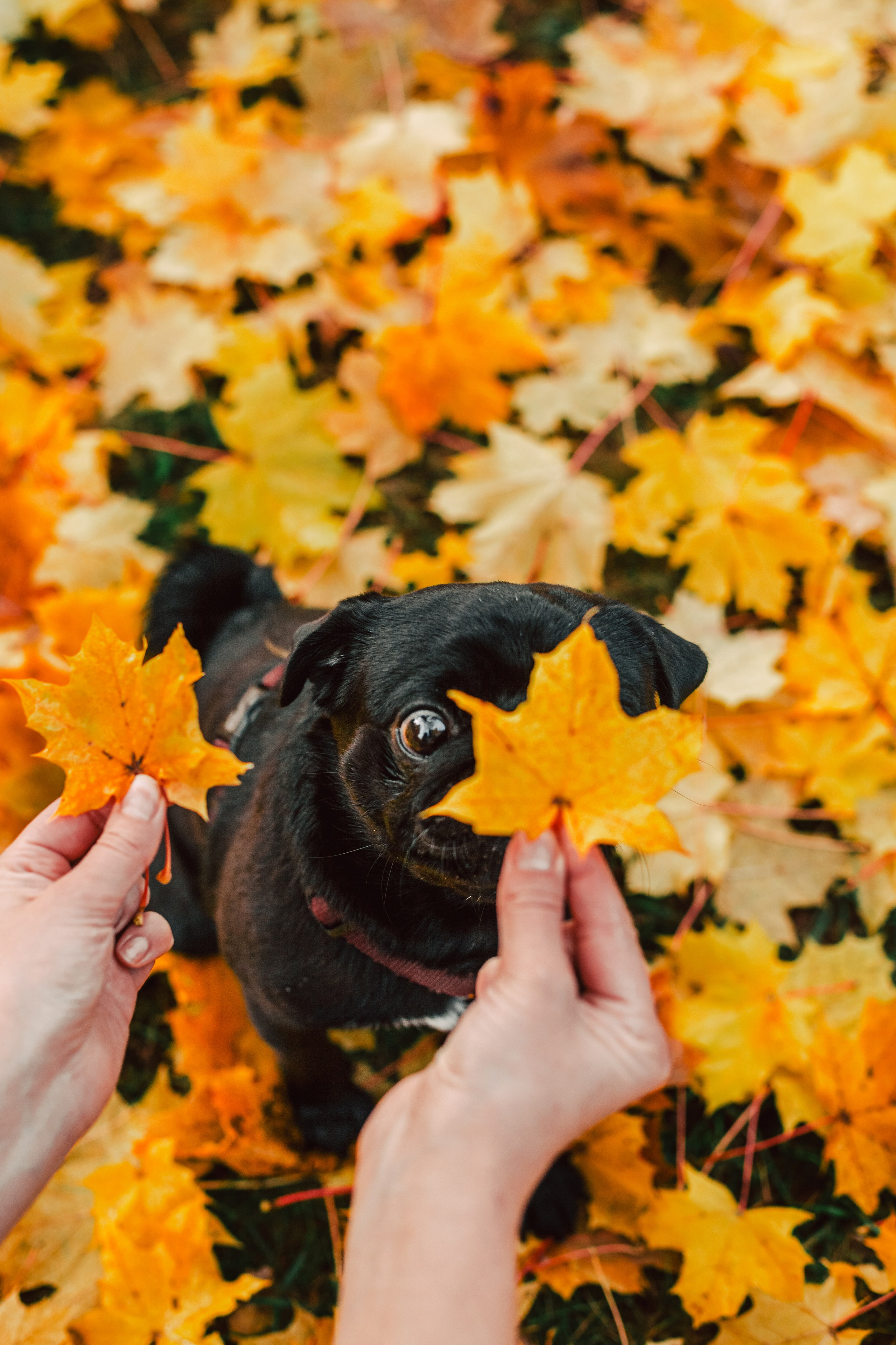 Оля, Харви, Луис. Фотограф-анималист Татьяна Степанова