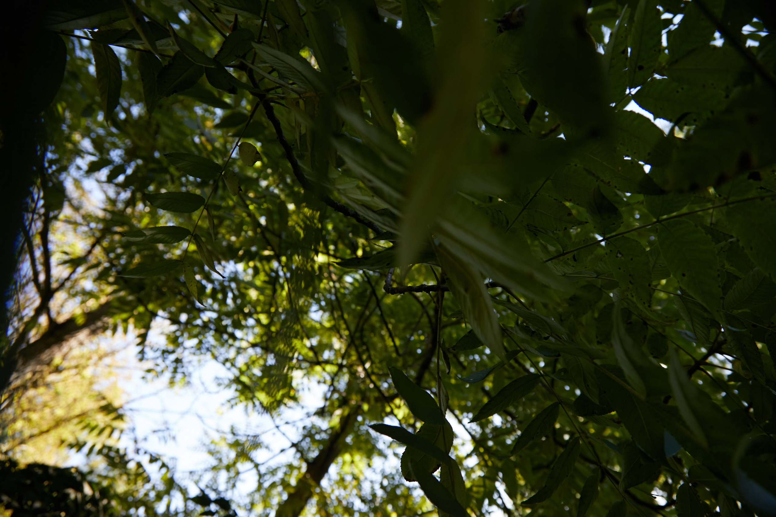 «Кирилл, Алина и Мирон». Свадебный и креативный фотограф в ЮФО и МСК